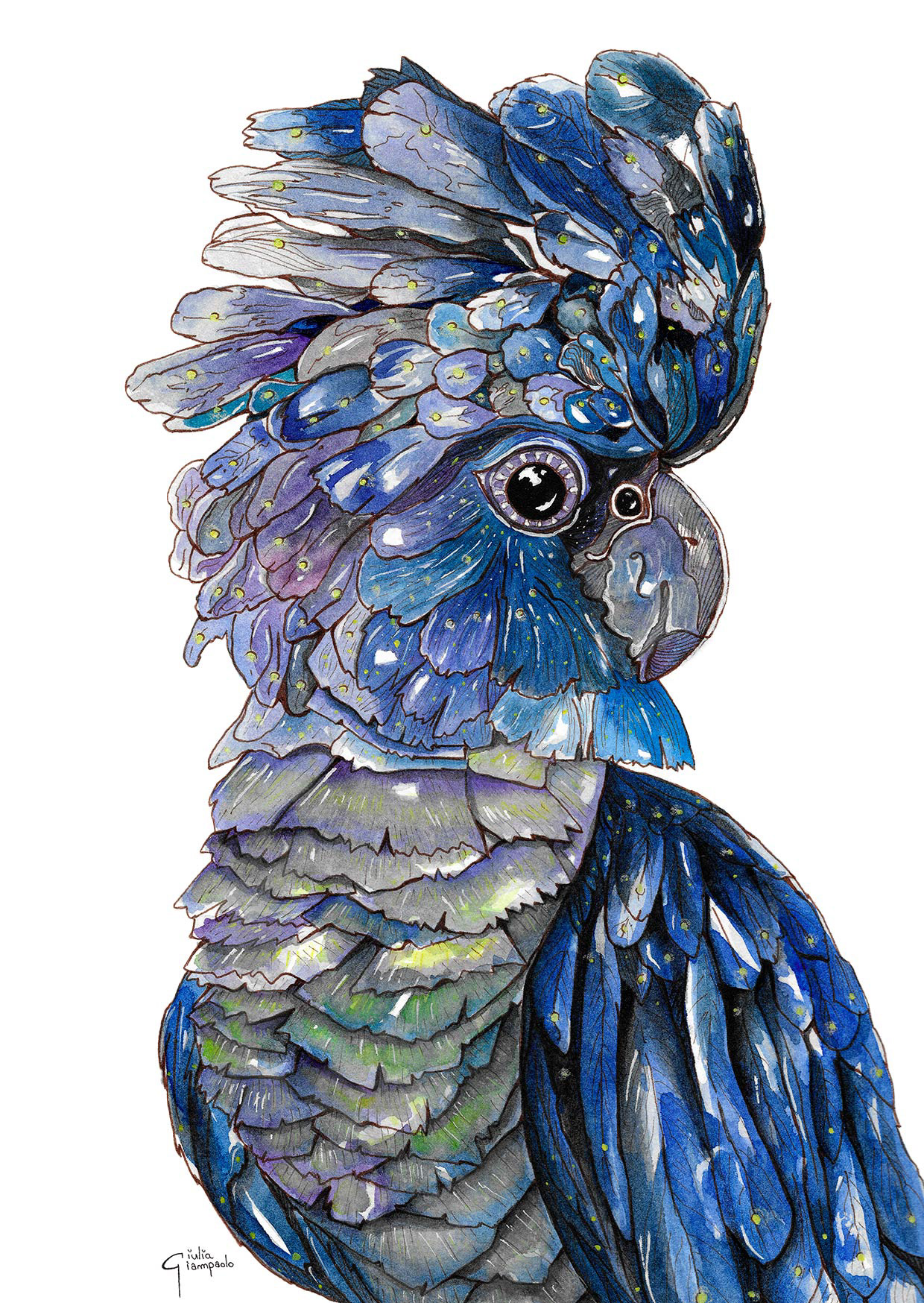 Blue black cockatoo