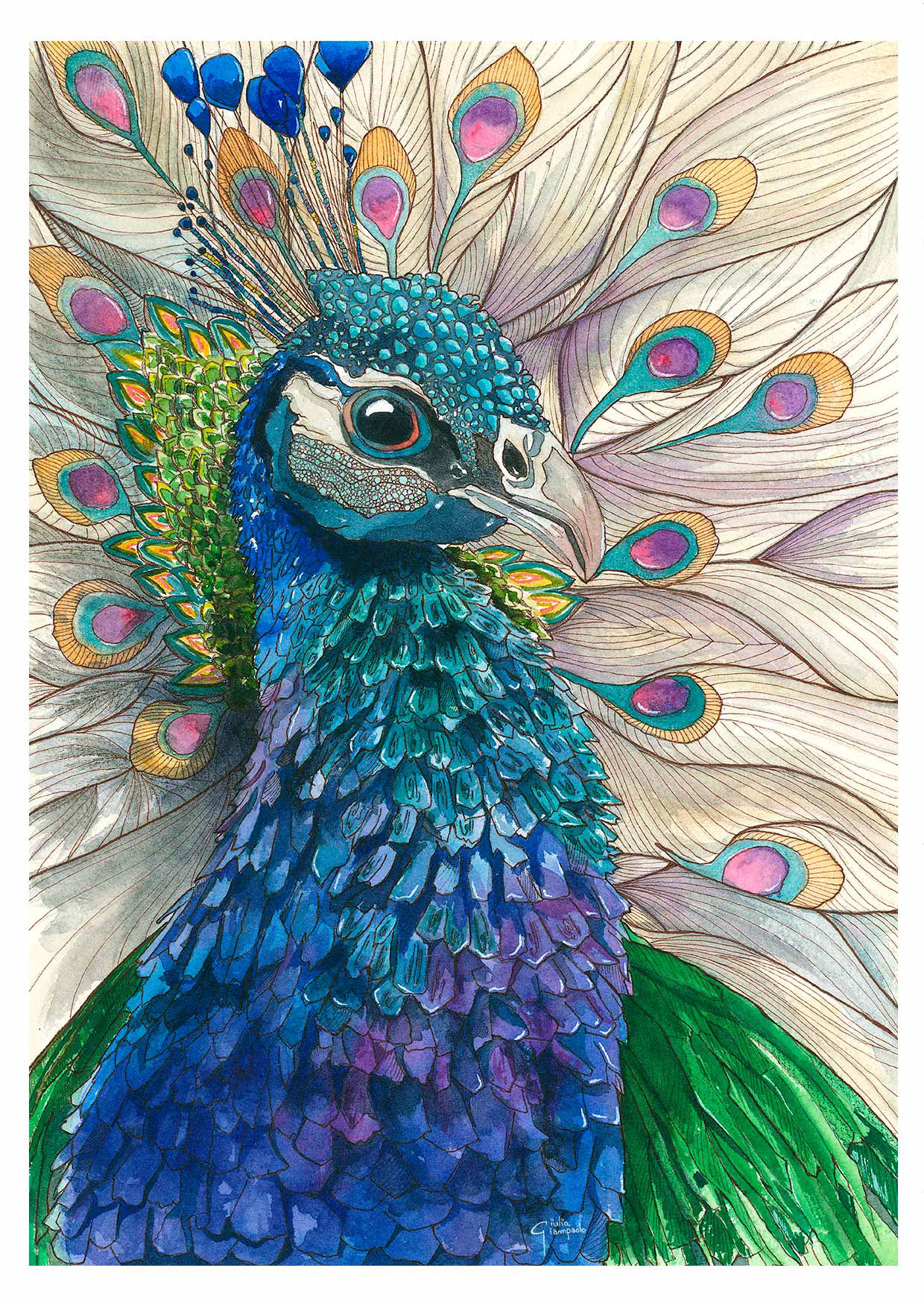 Peacock