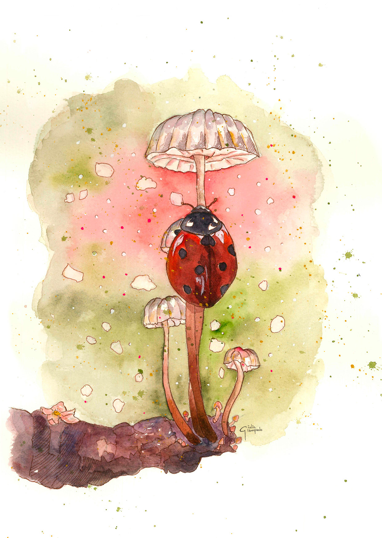 Coccinella