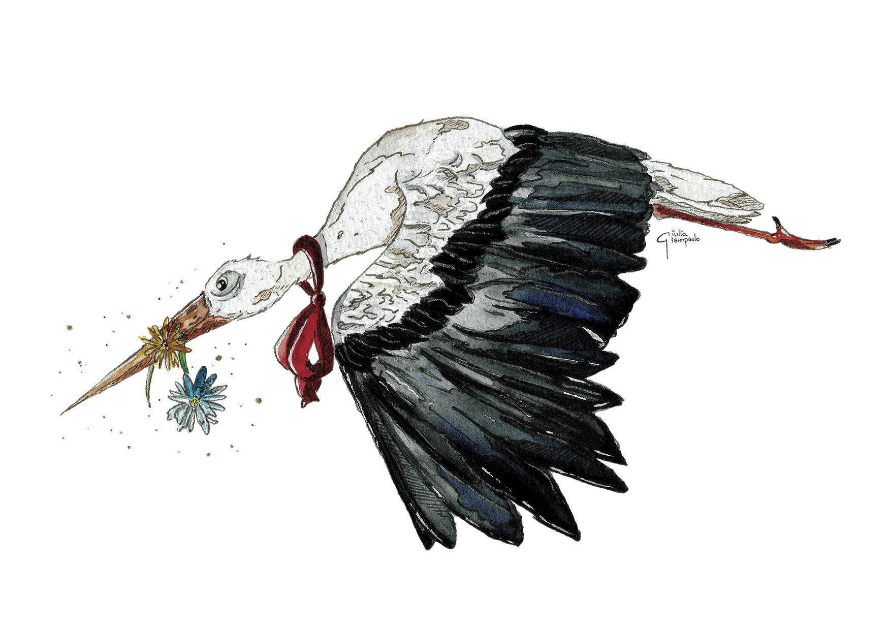 Cicogna Fiorino