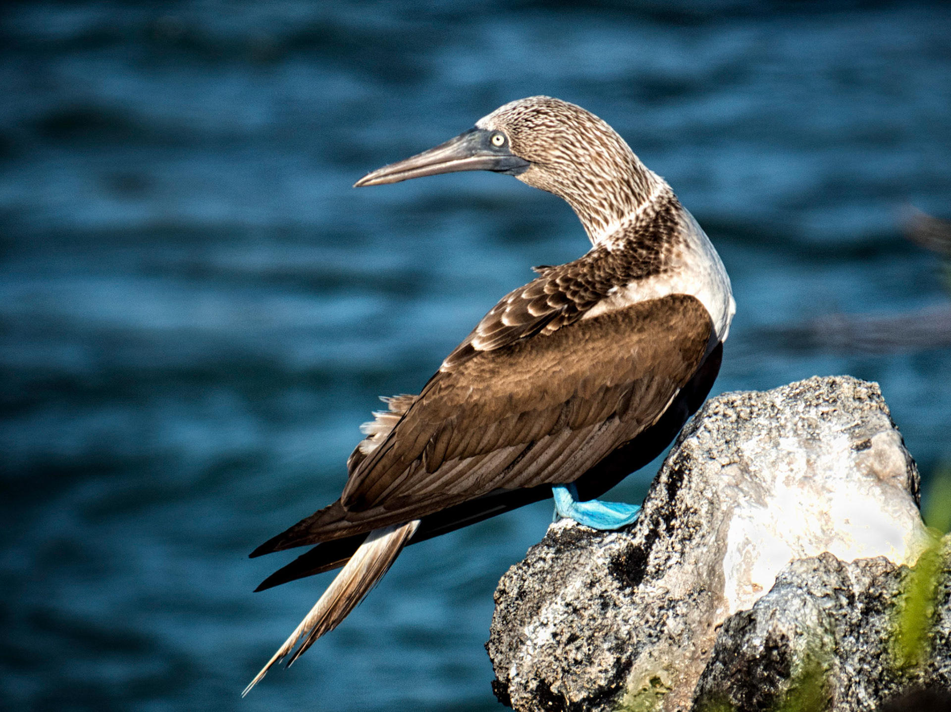 Blue Footed Boobie, Galapogos