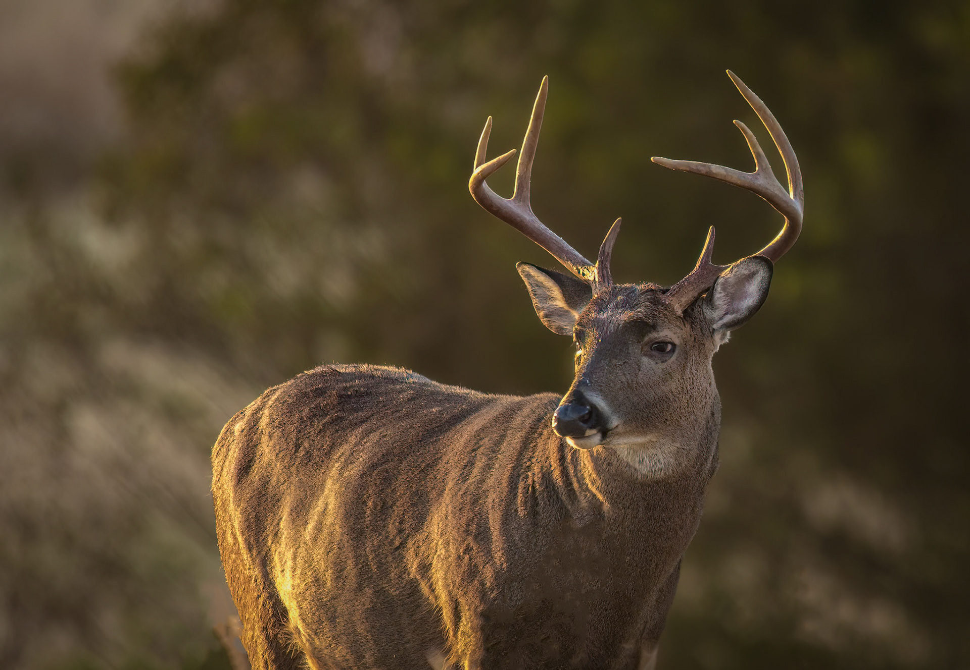In Cade's Cove, Smoky Mt. National Park