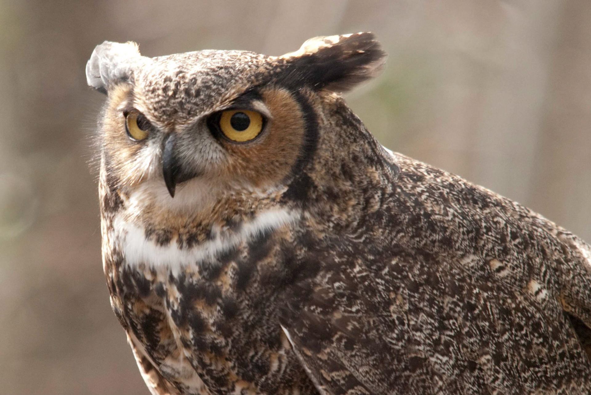 Captive Owl in Calaway Gardens