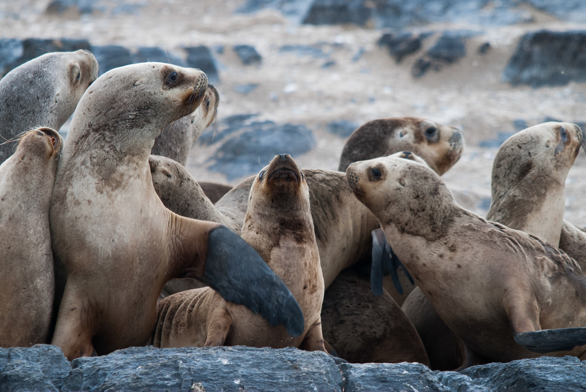 Captured near Ushiaia, Argentina