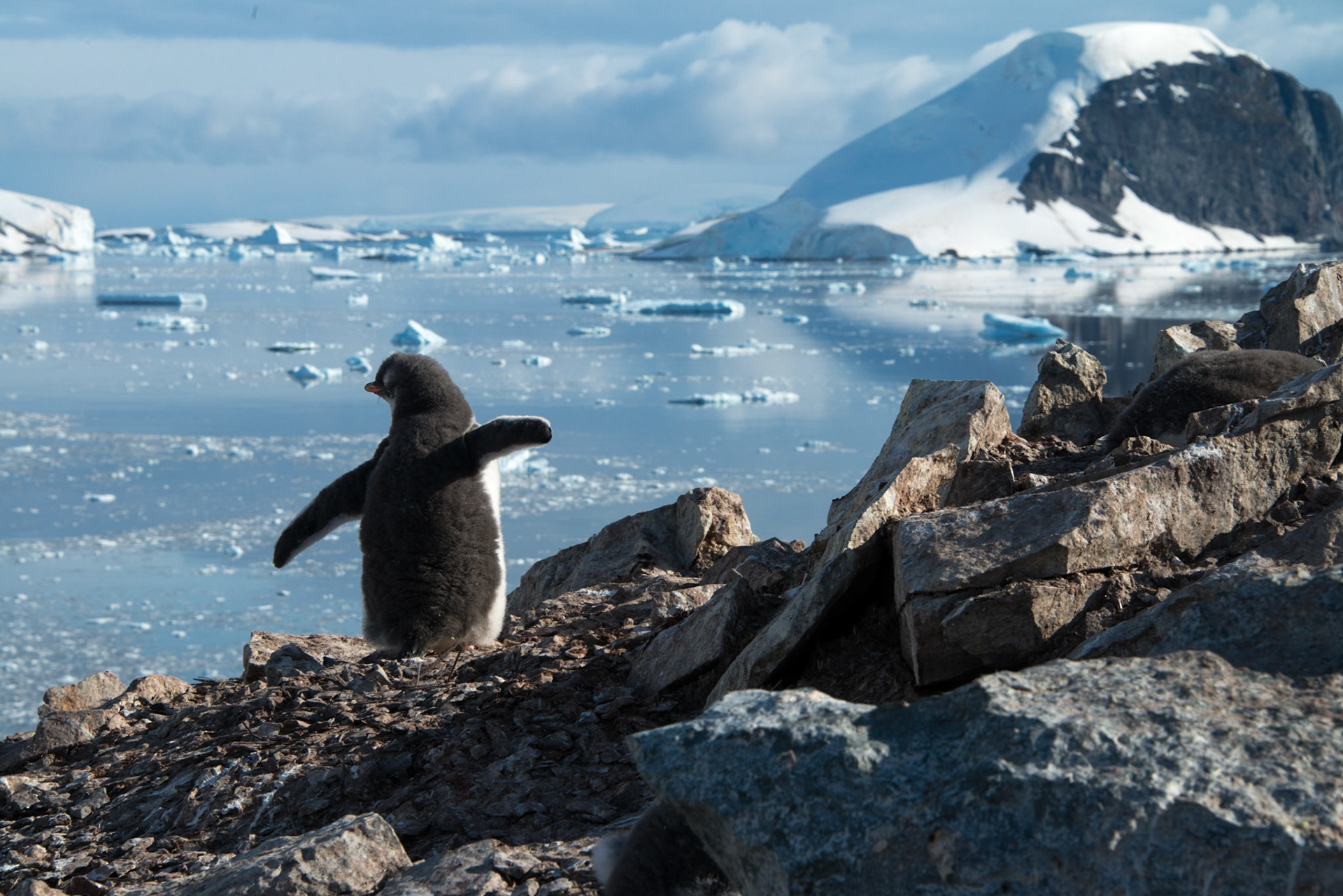 Danco Island, Antartica