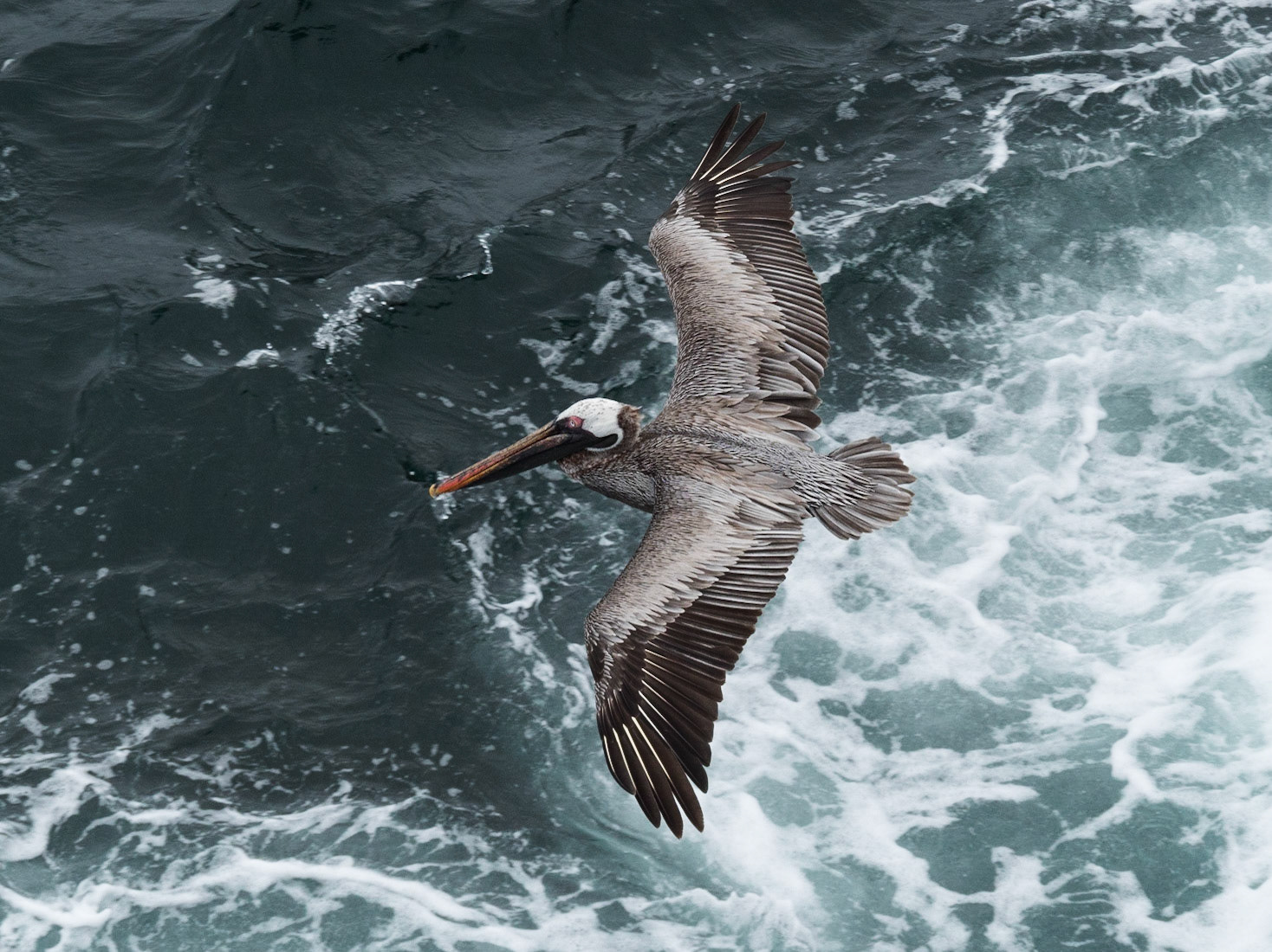 Albatross in the Drake Passage