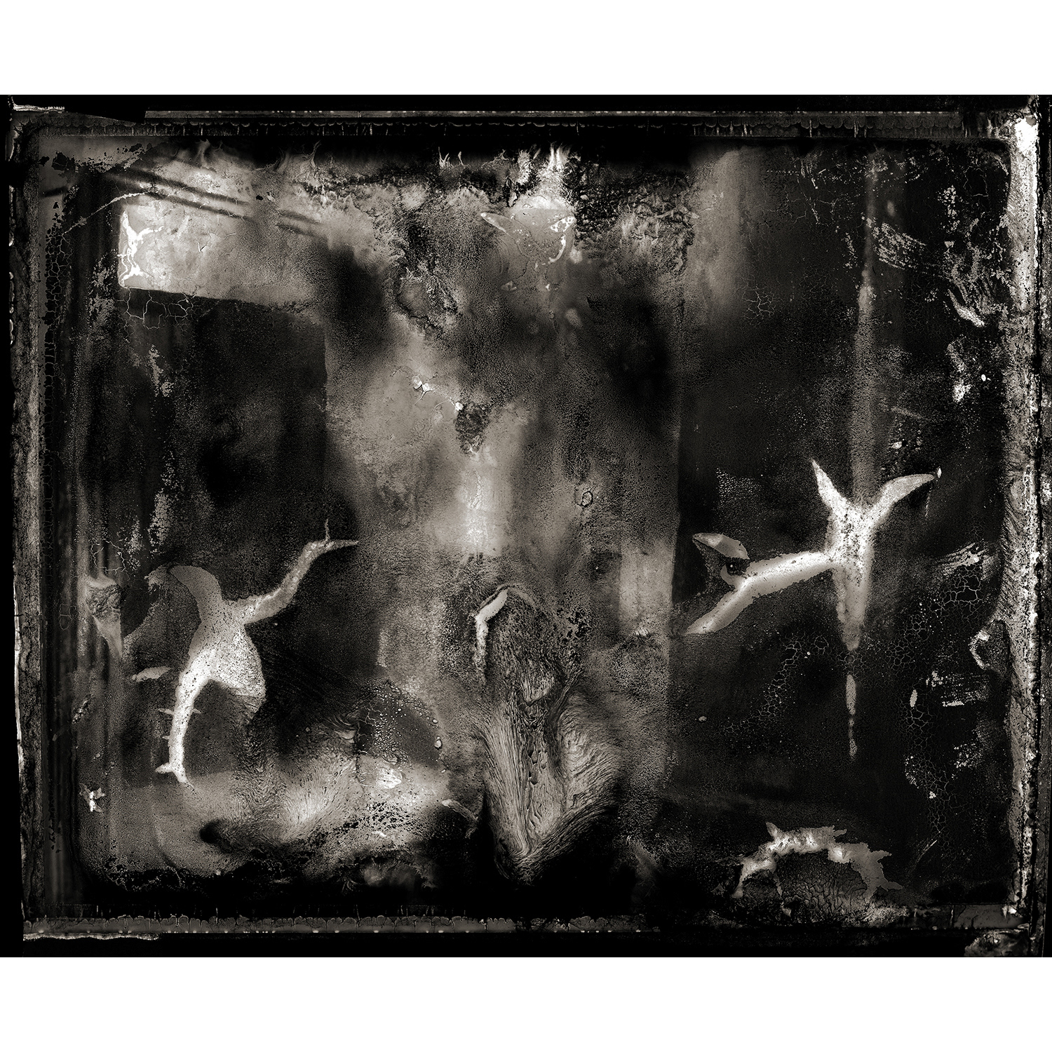 Ta Prohm Study #4, 2002 - Polaroid 180