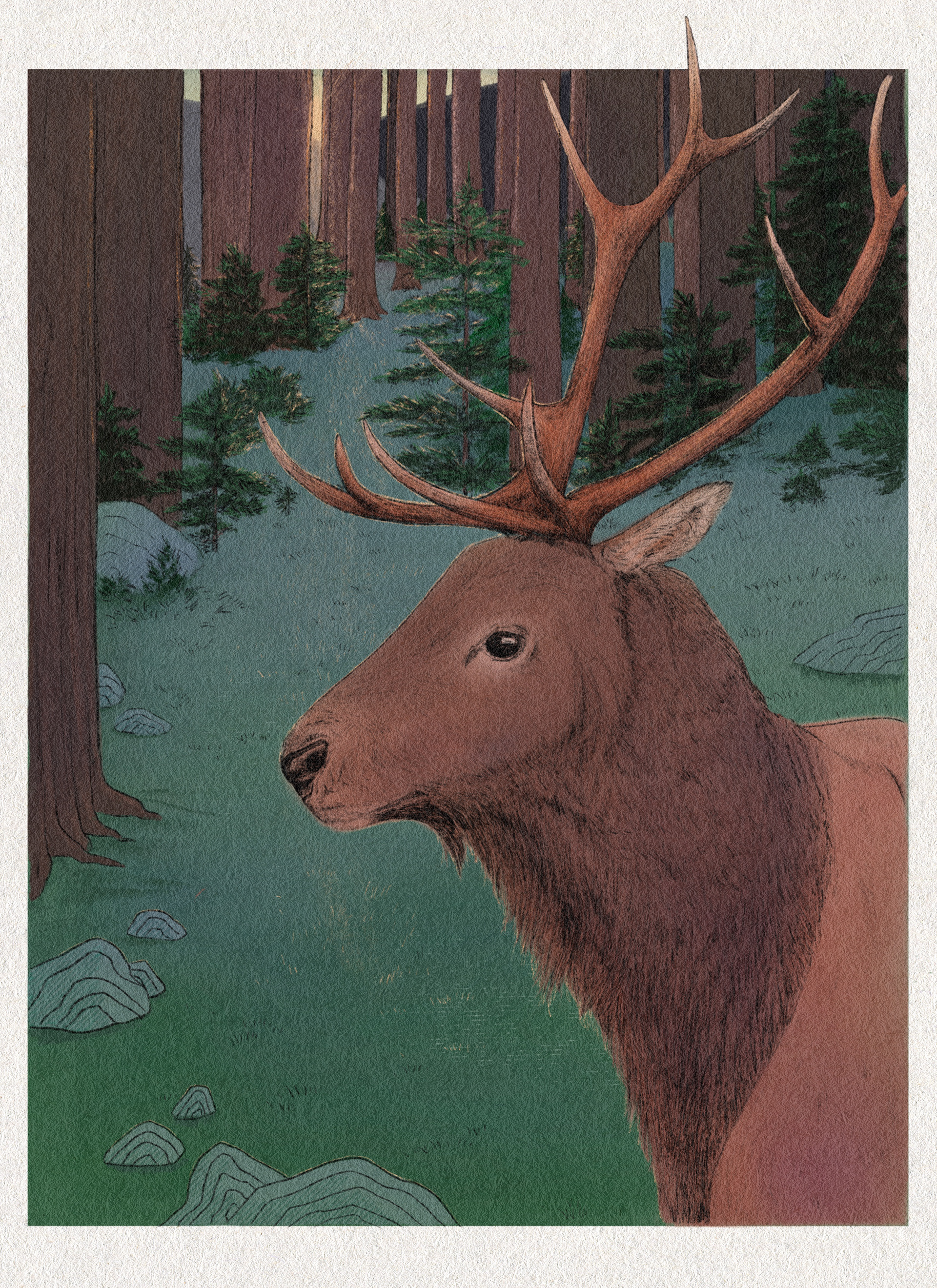 Stag