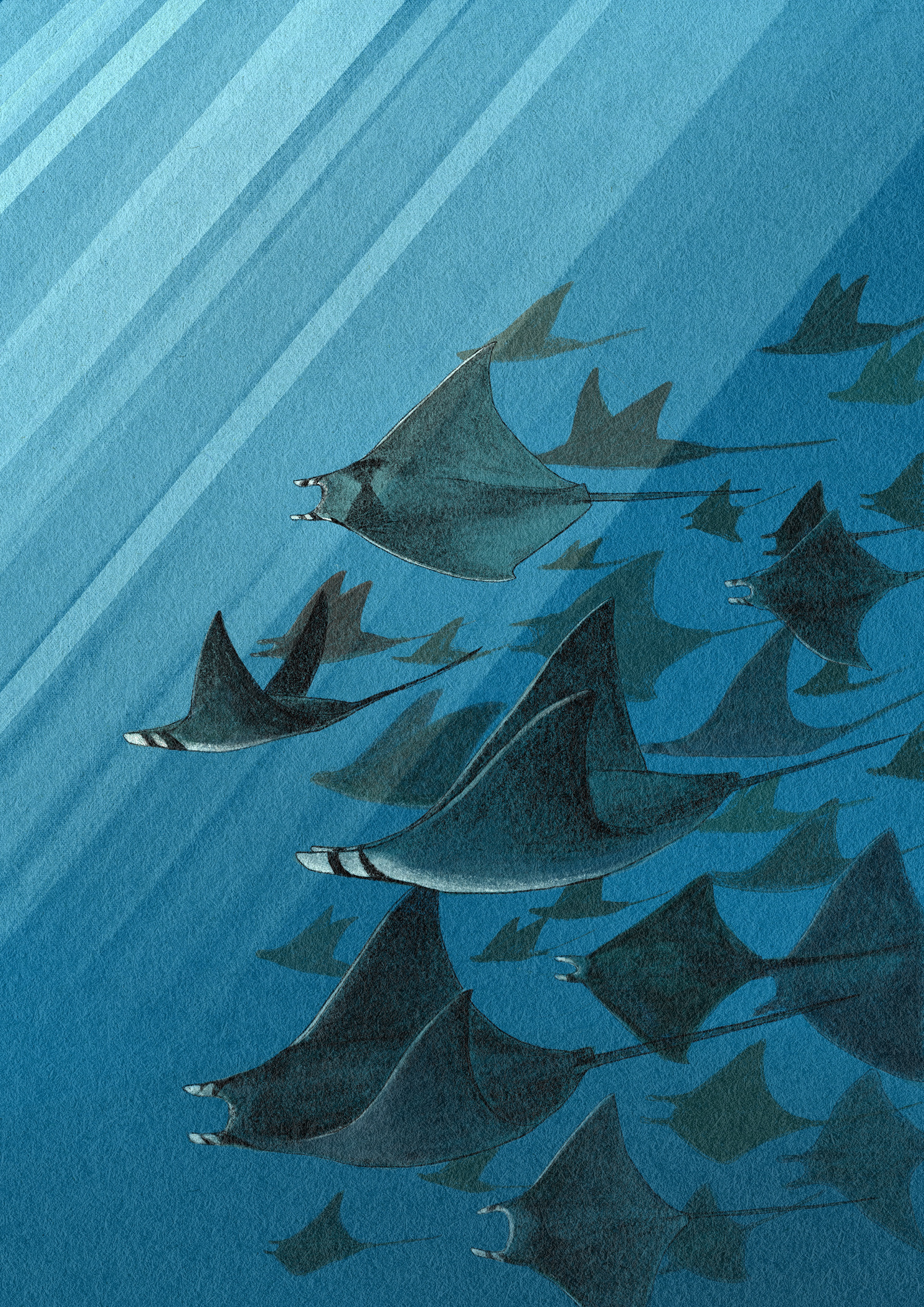 Manta Migration