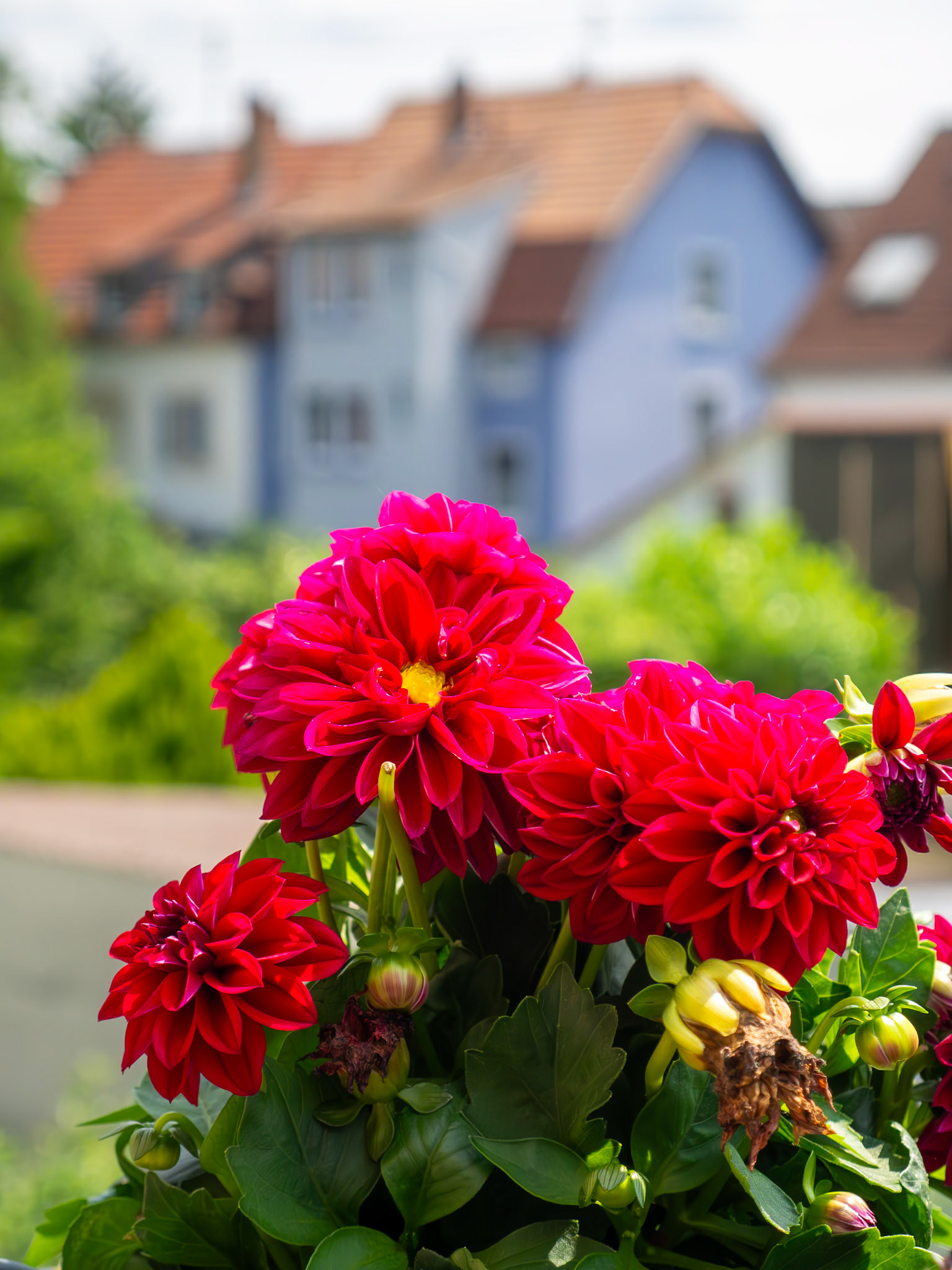 OLYMPUS DIGITAL CAMERA