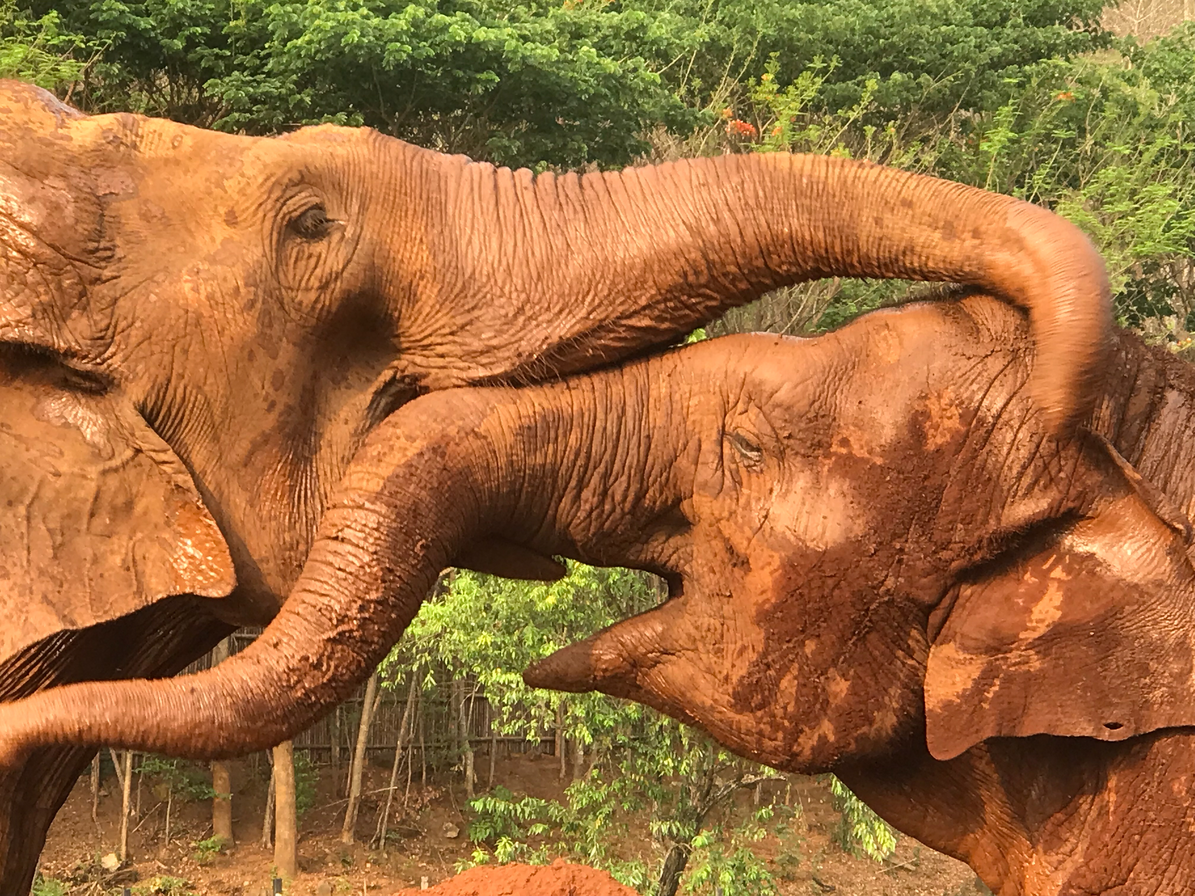 Chiang Mai, Thailand - Elephant Nature Park