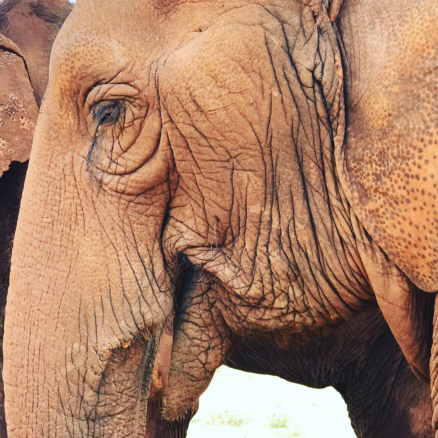 Chiang Mai, Thailand - Elephant Nature Park