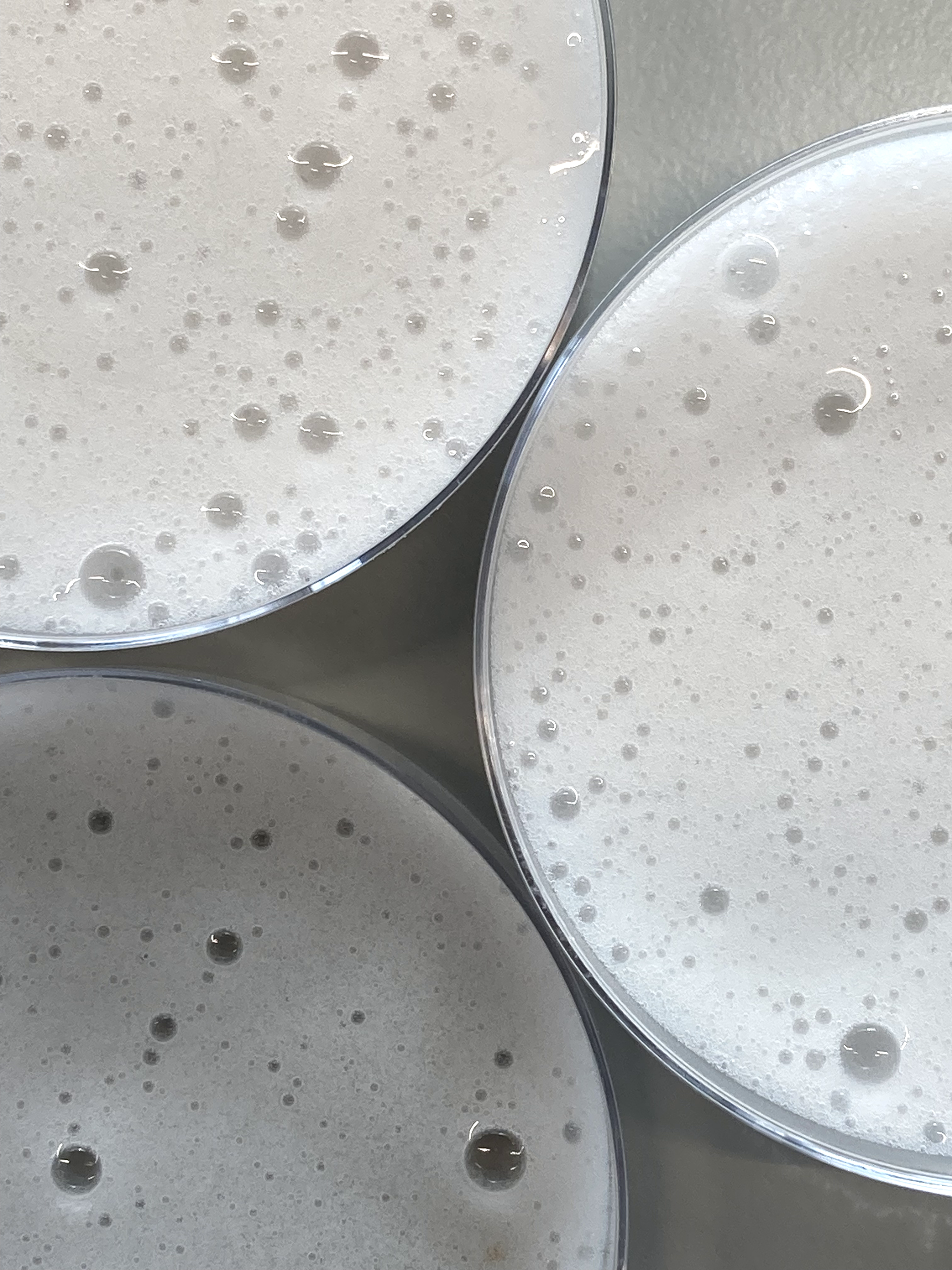 Making process of the biofoam