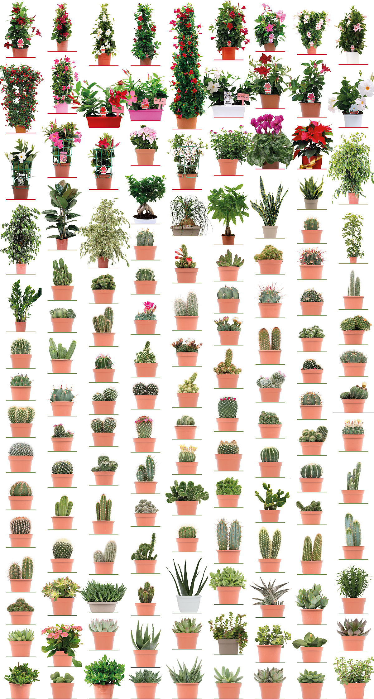 Eurosa Plants: Dipladenia, Sundaville, Seasonal, Indoor, Cactus, Succulents