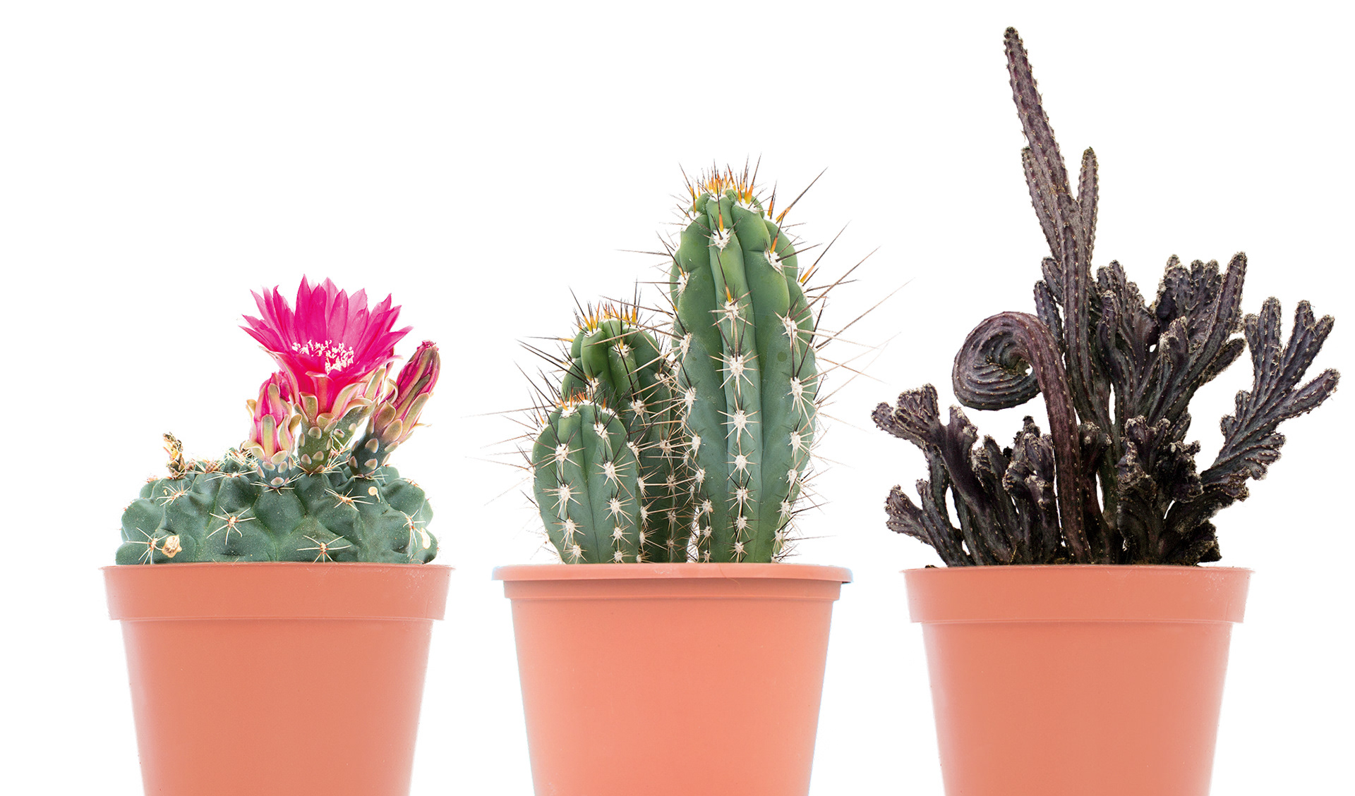 Cactus Mix