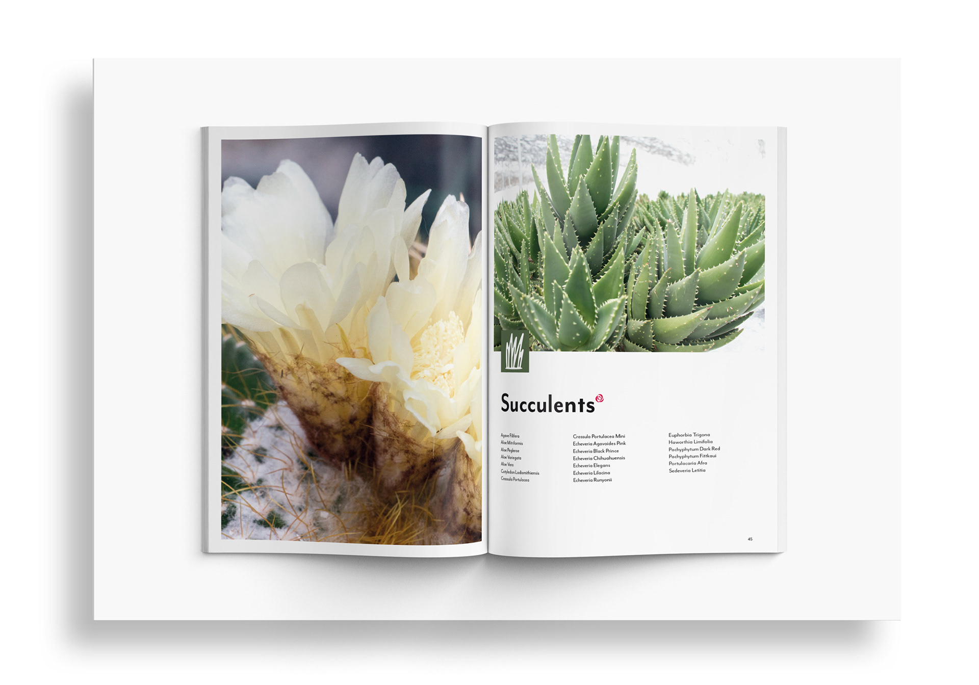 Succulents