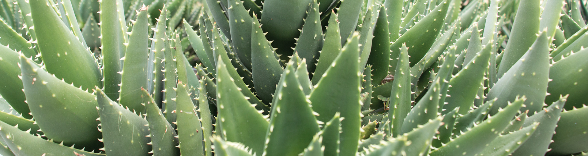 Succulents