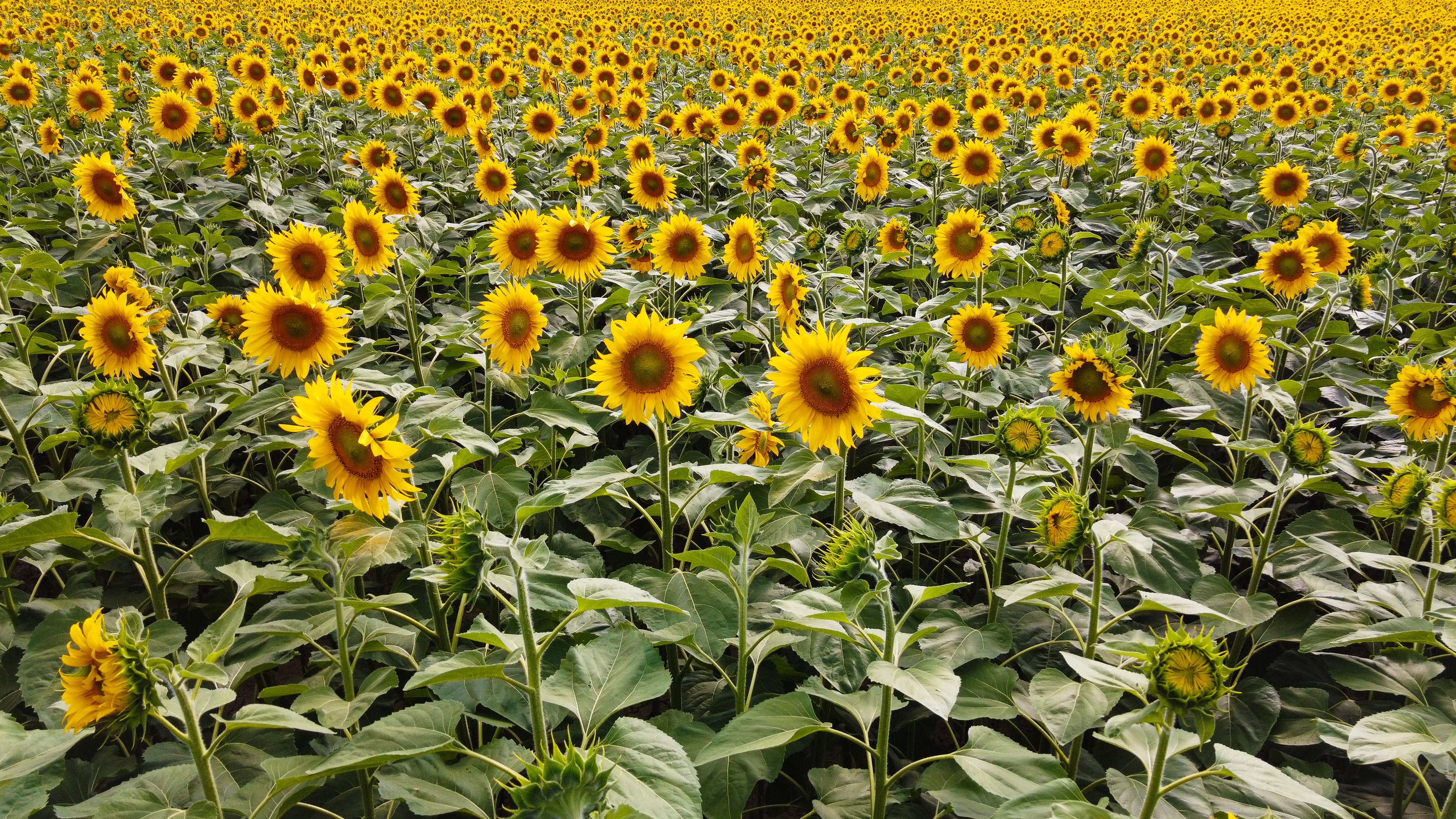 Campo de girasoles, Sarriguren