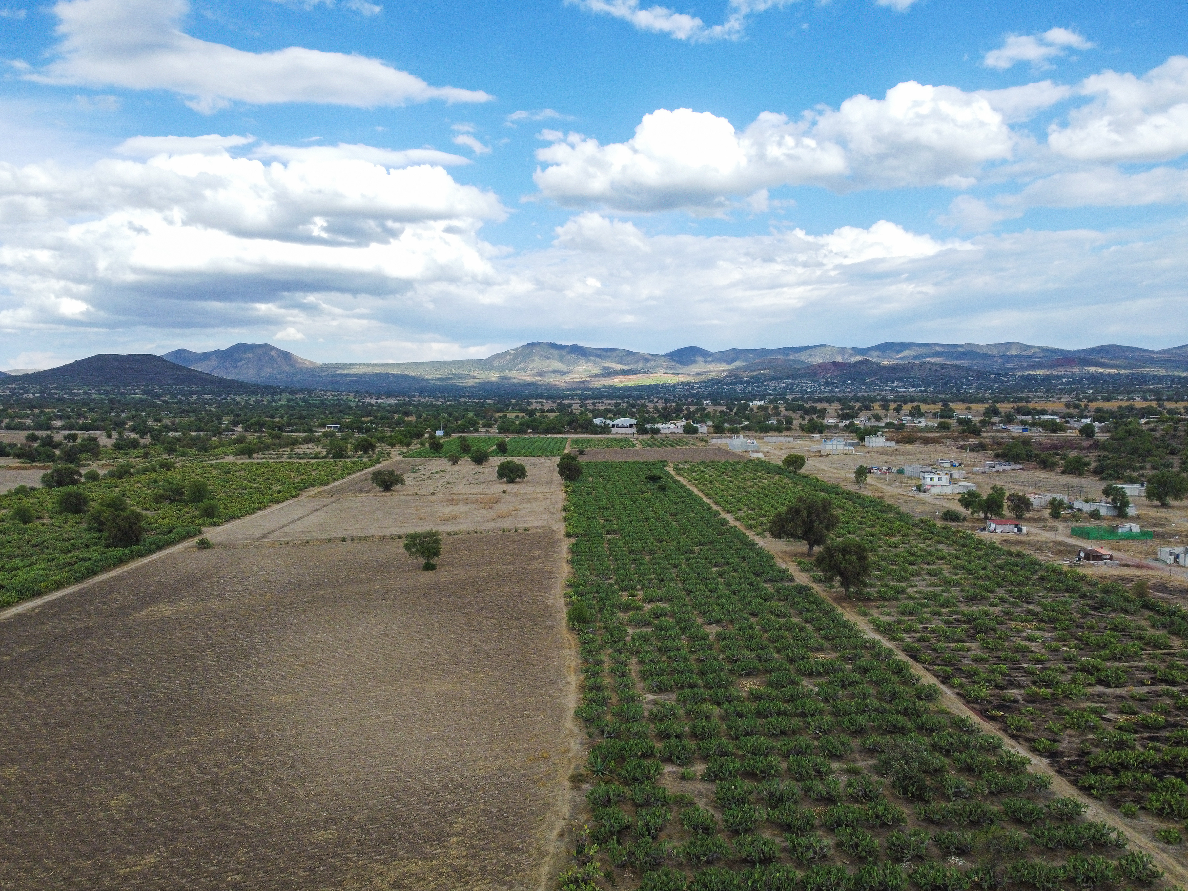 Granja de nopales, México