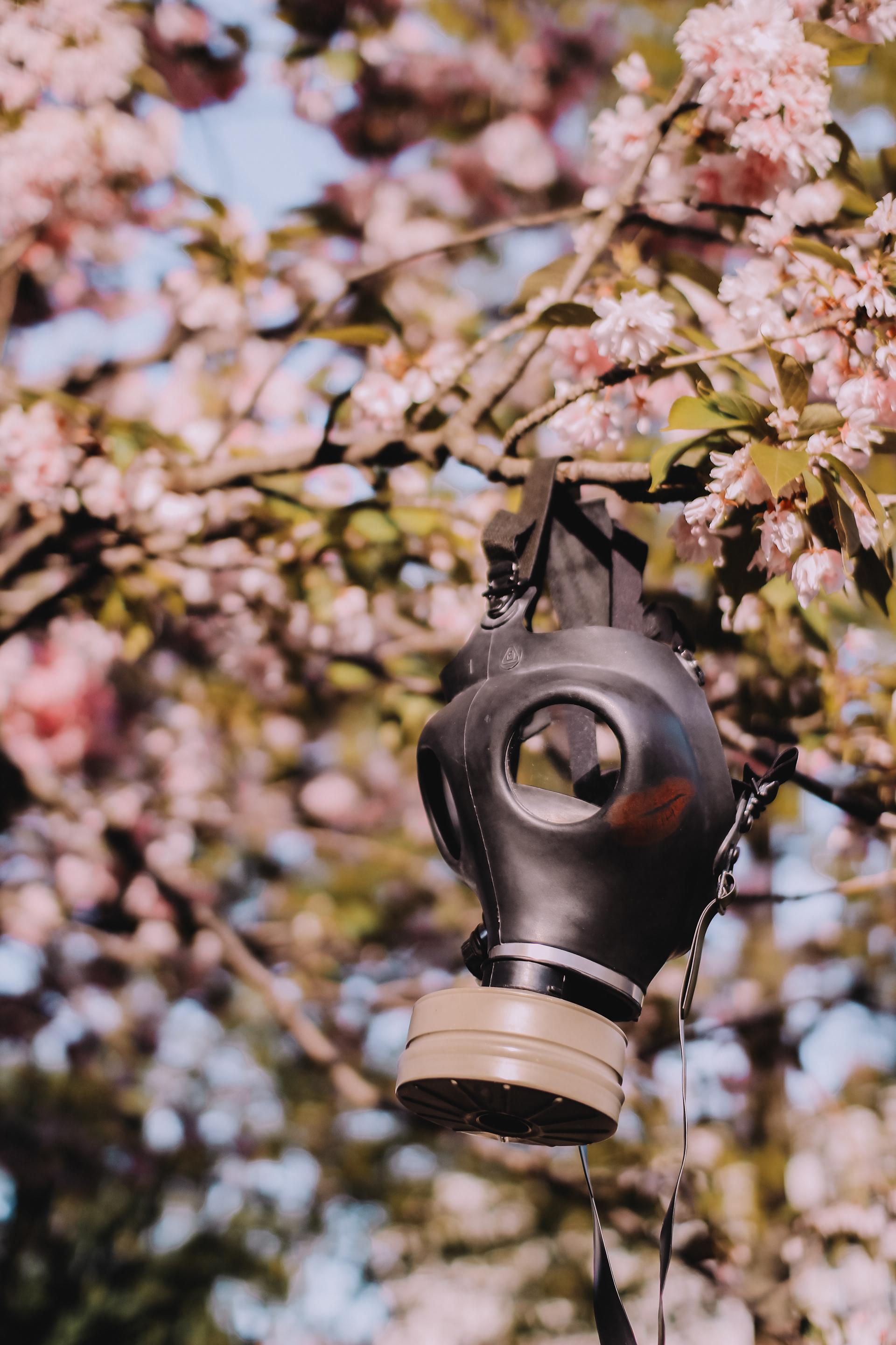 Pandemic Love Affair covid post apocalyptic series shot of a gas mask with a lipstick kiss hanging on a cherry blossom tree
