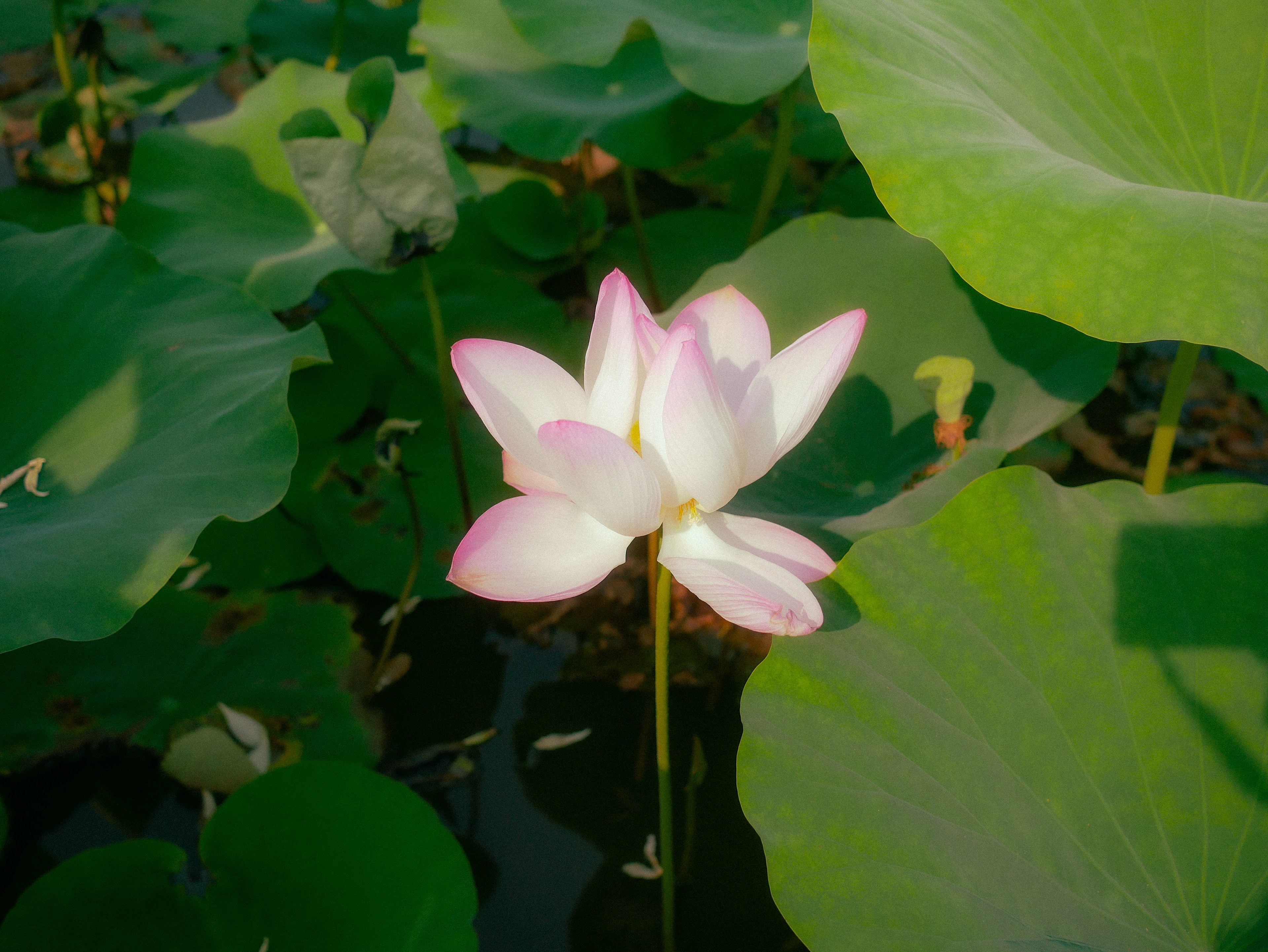Lotus Field, Ninh Binh