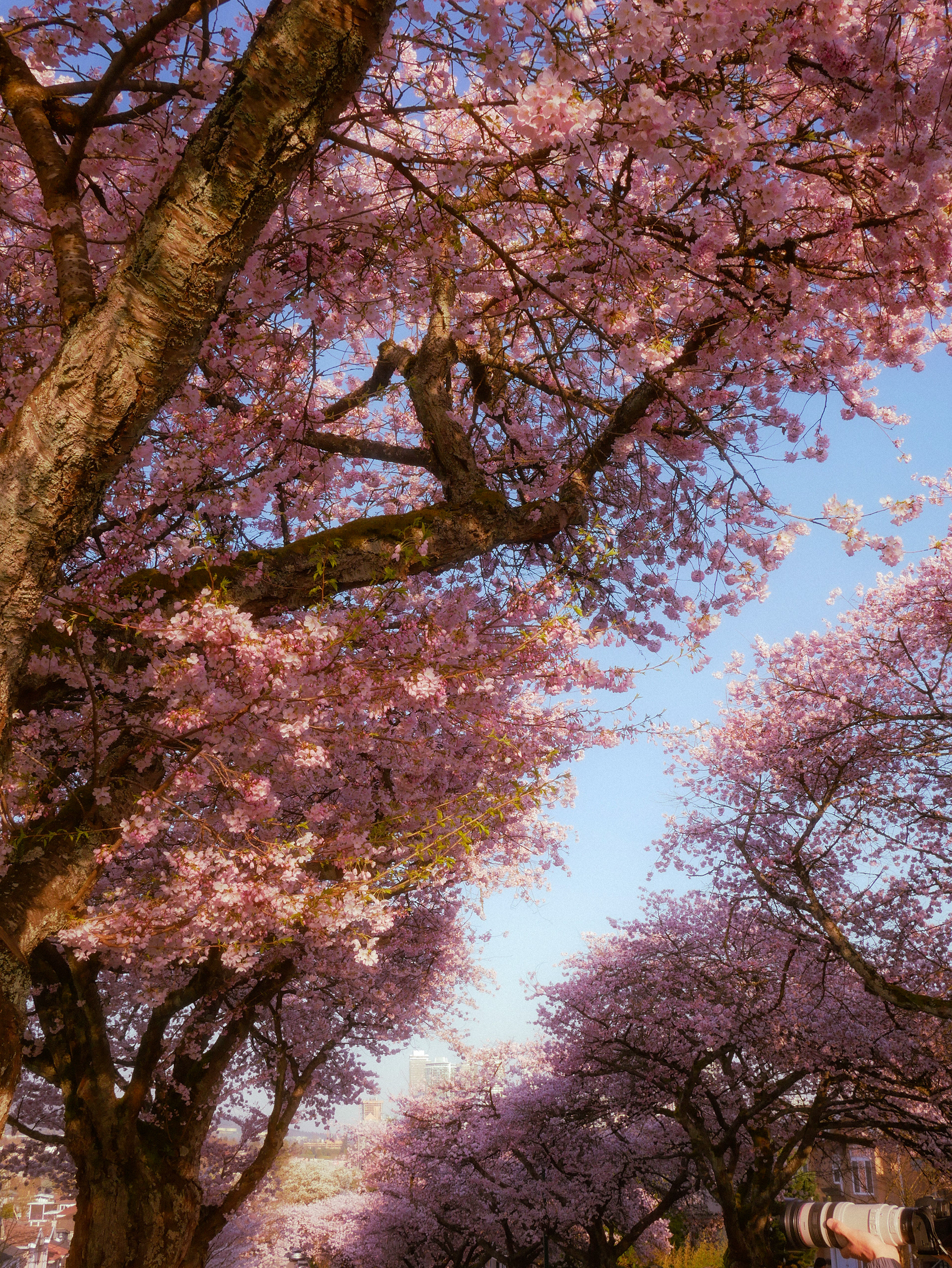 spring '25