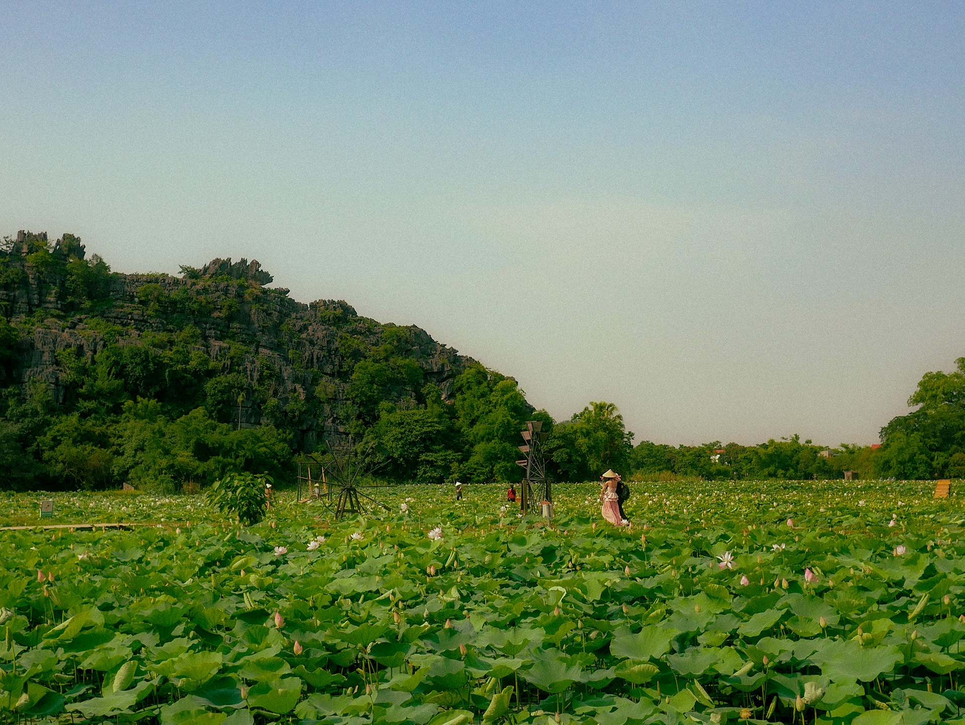 Lotus Field, Ninh Binh
