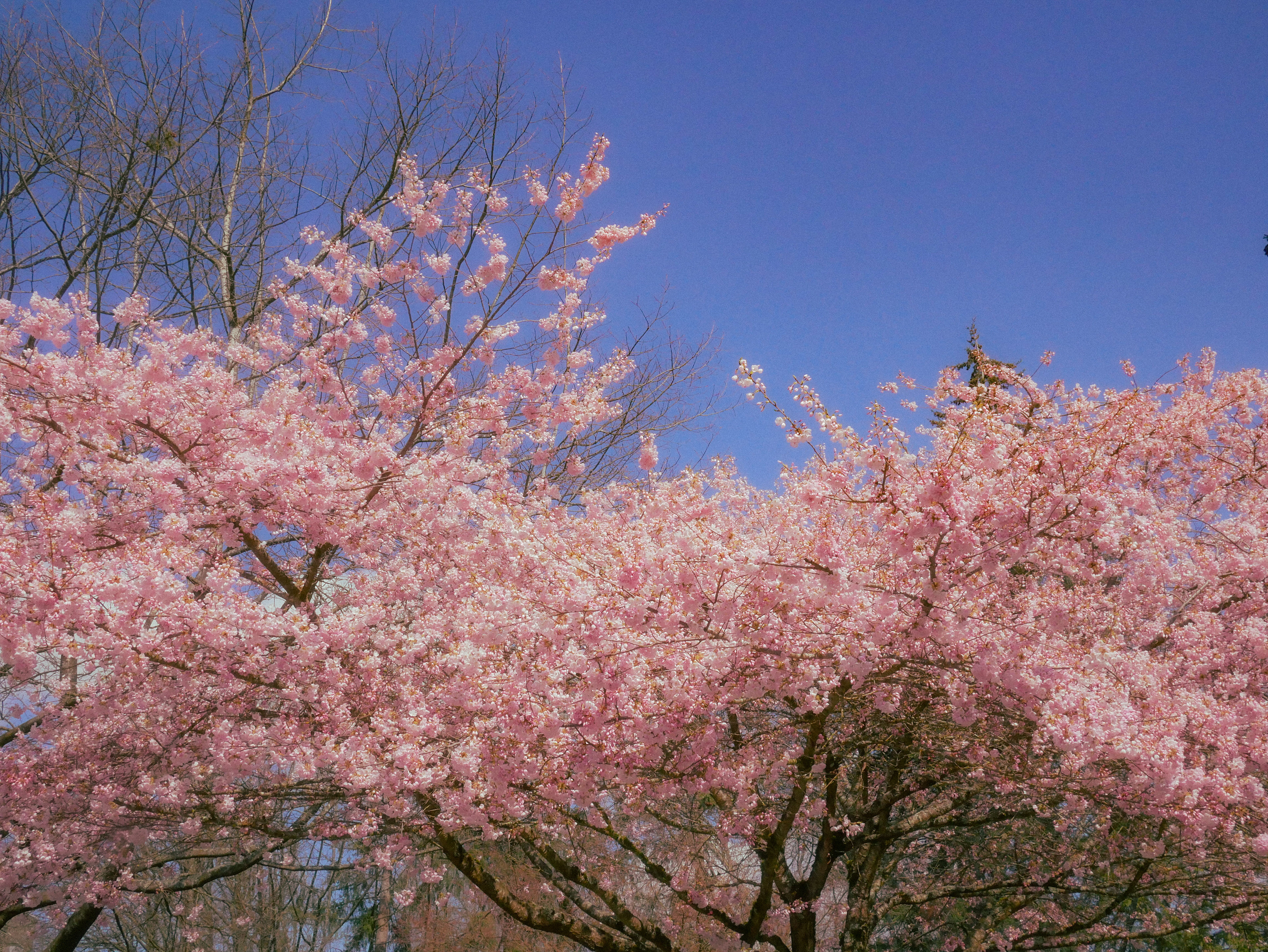 spring '25