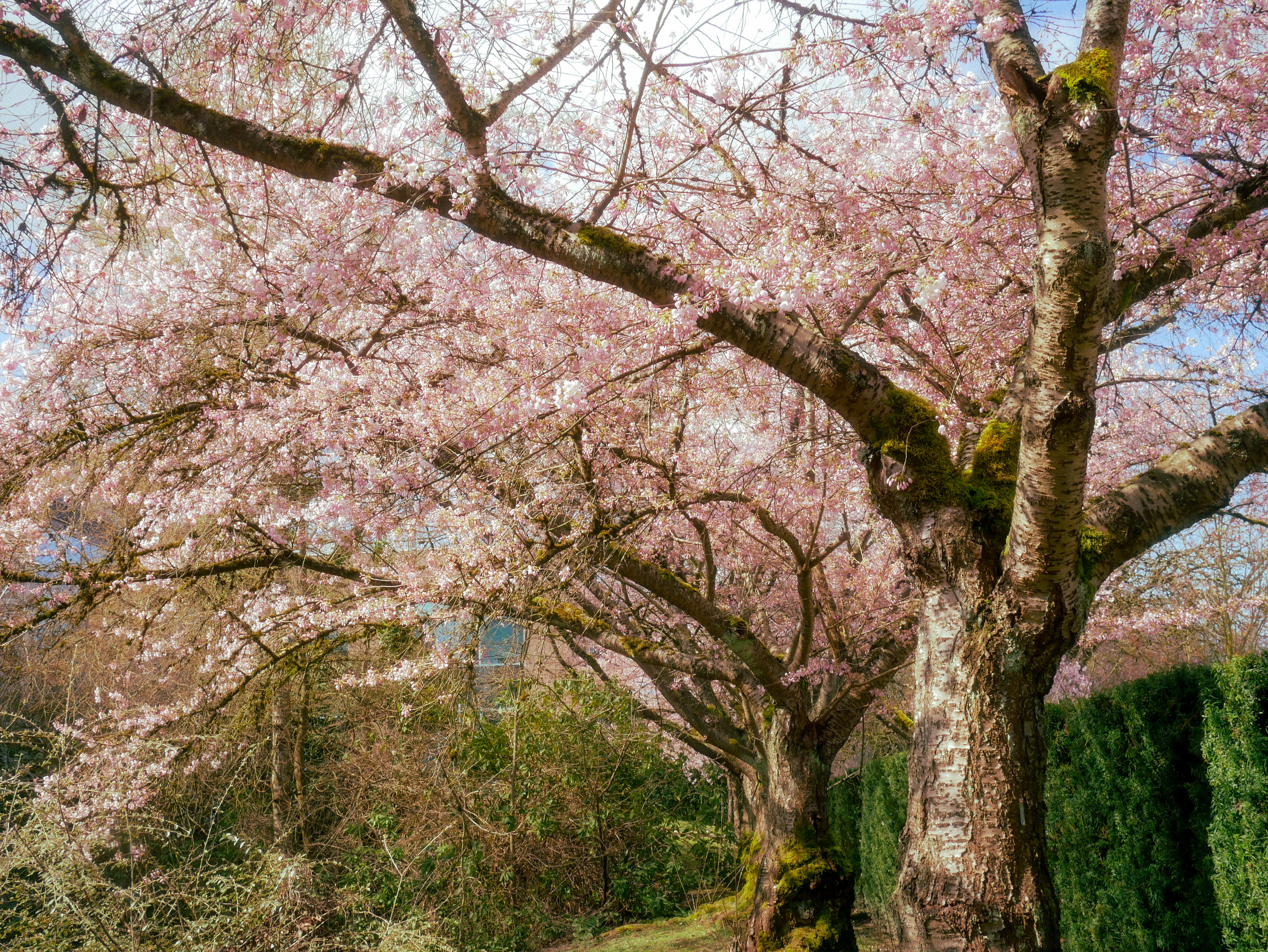 spring '25