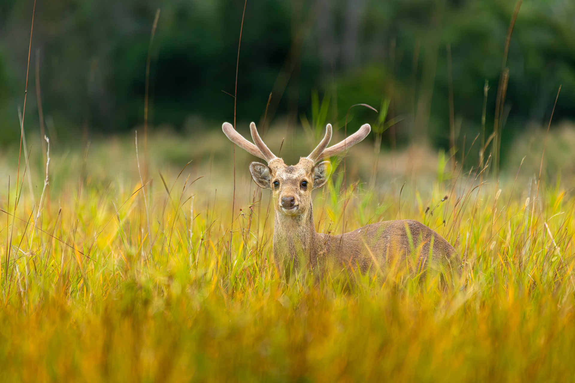 เนื้อทราย (Hog Deer), เขตรักษาพันธุ์สัตว์ป่าภูเขียว