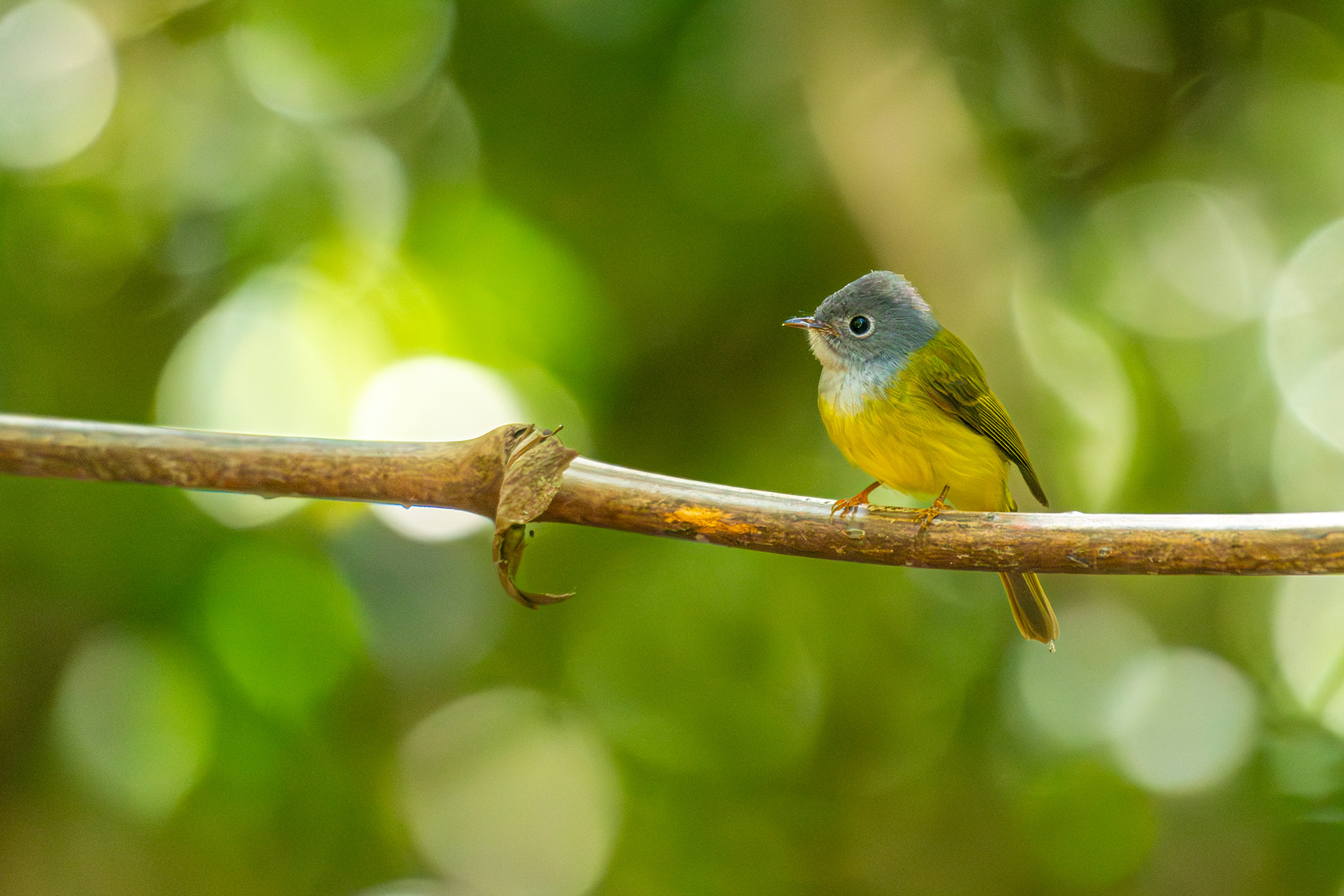 นกจับแมลงหัวเทา (Grey-headed Canary-flycatcher)  เขตรักษาพันธุ์สัตว์ป่าภูเขียว