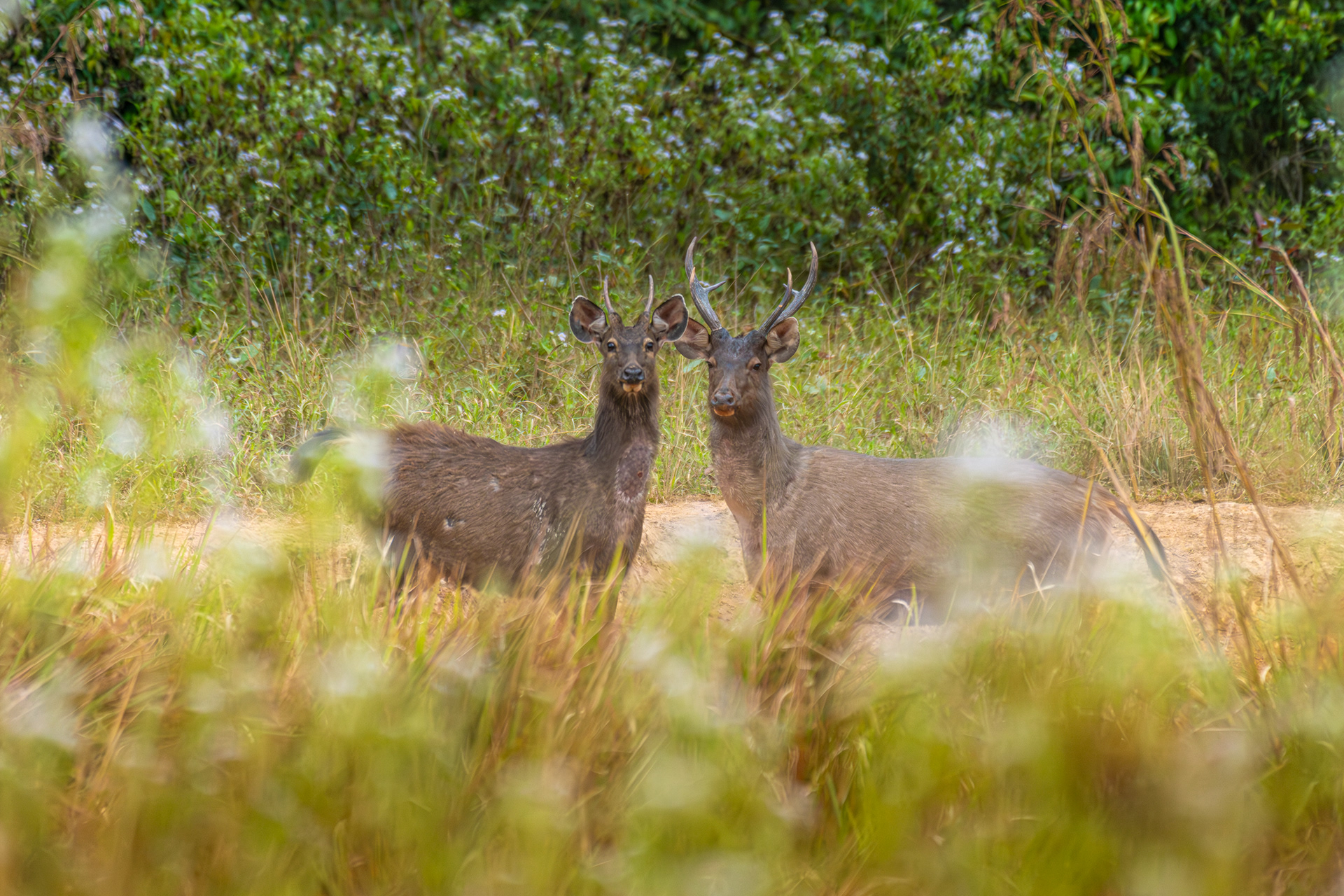 กวาง, เขตรักษาพันธุ์สัตว์ป่าภูเขียว
