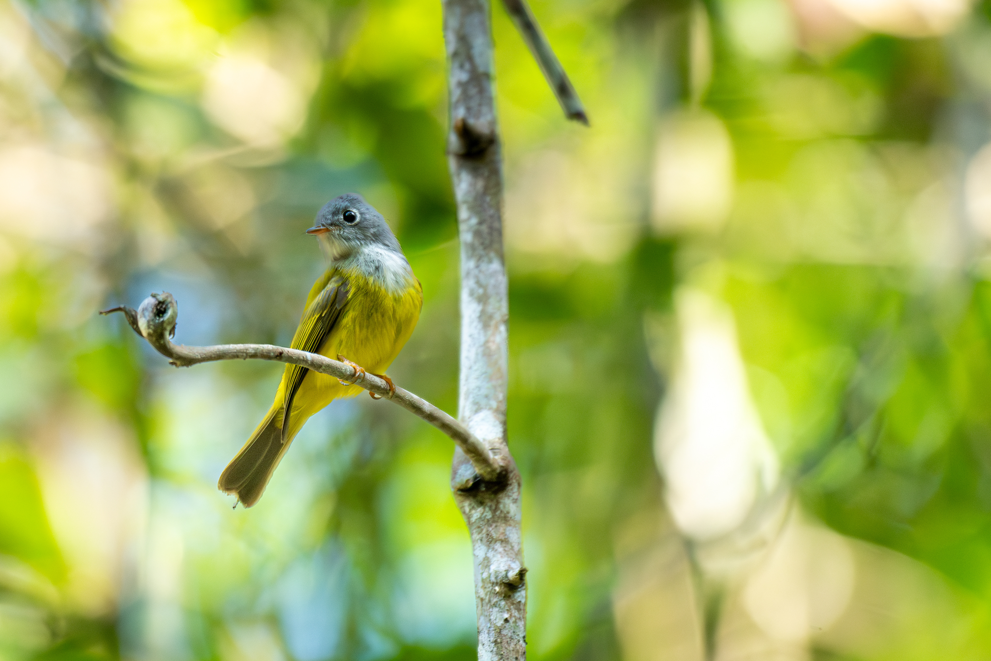นกจับแมลงหัวเทา (Grey-headed Canary-flycatcher)  เขตรักษาพันธุ์สัตว์ป่าภูเขียว