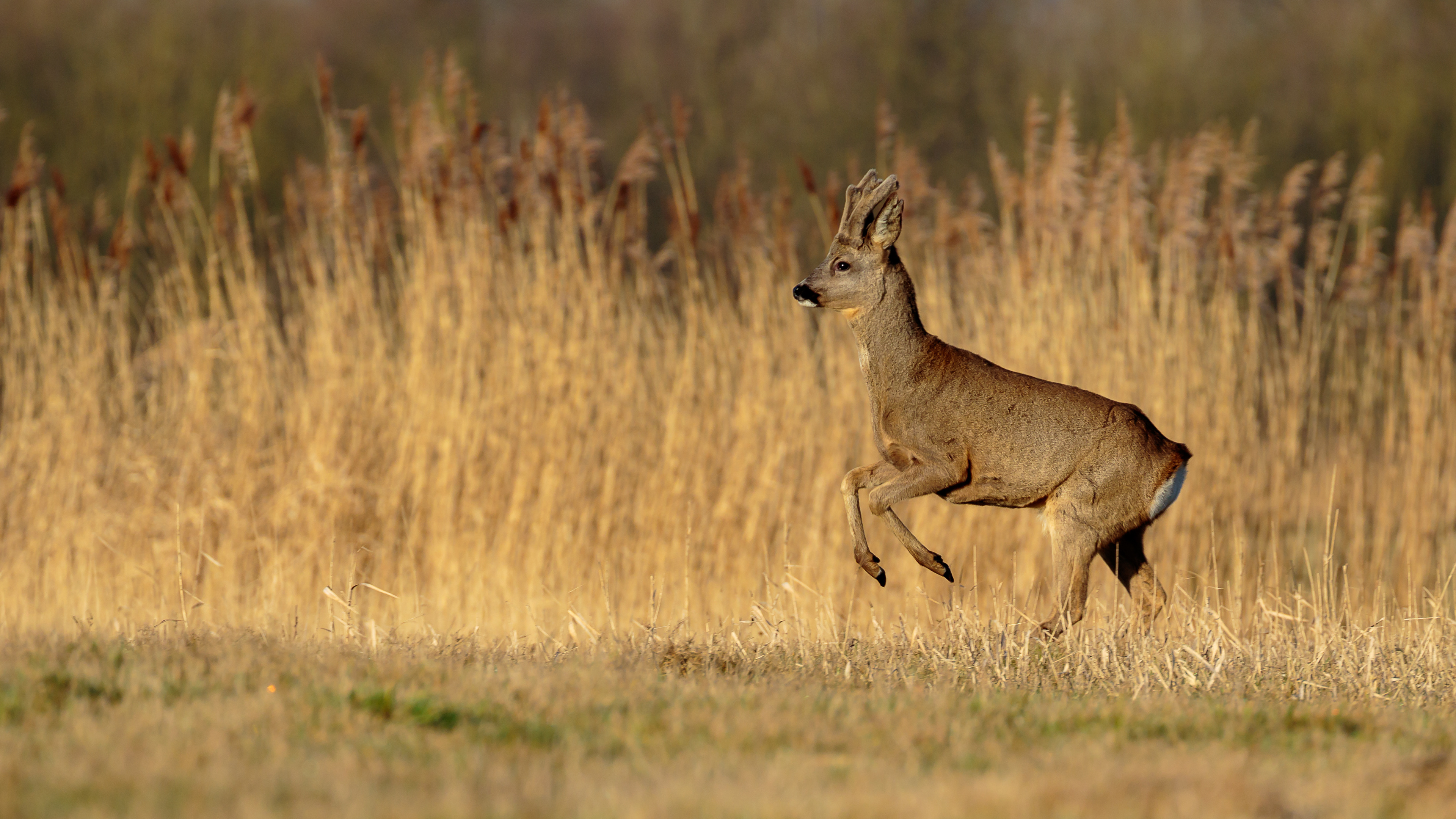 reebok, ree, roe buck, David Van den Broeck, Natuurfotograaf