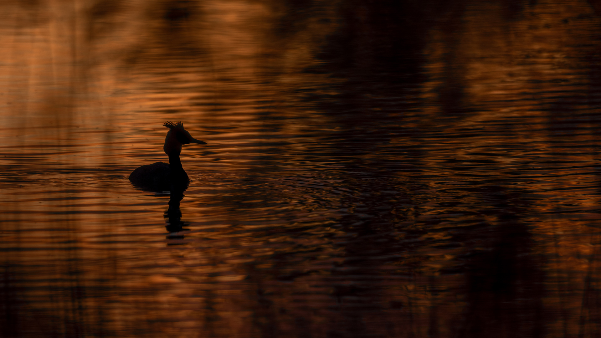 fuut, great crested grebe, David Van den Broeck, natuurfotografie, Naturephotography, vogel