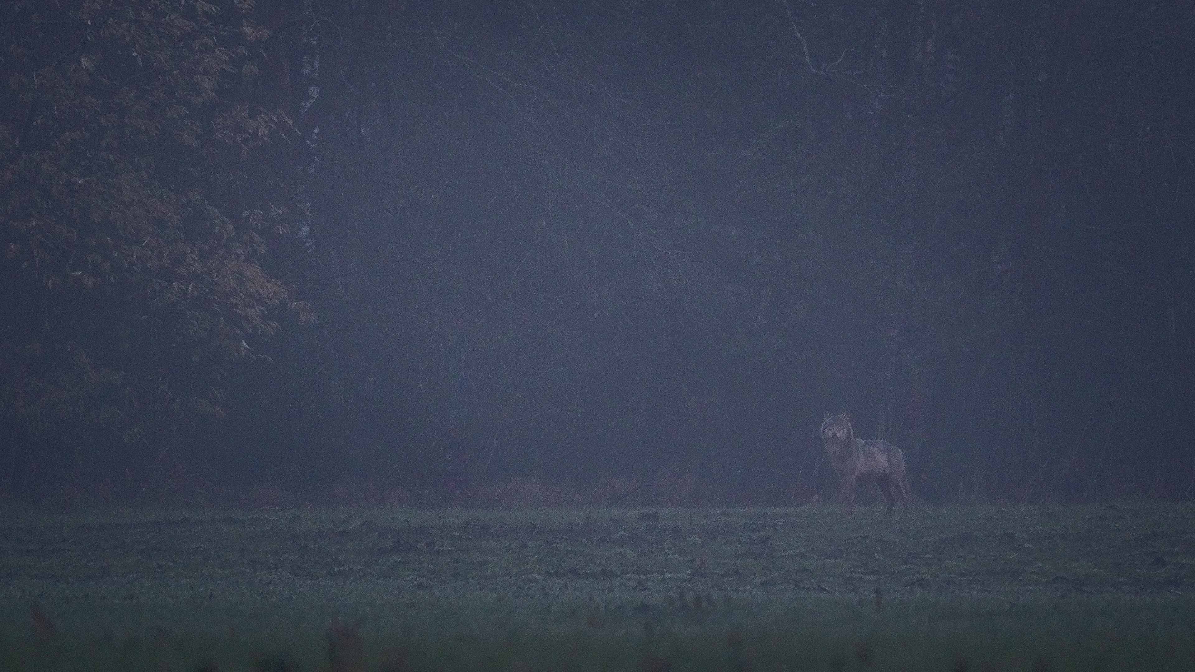 Belgische wolf , BELGIAN GREY WOLF 500mm - iso1600 - f4.0 - 1/200s 15€