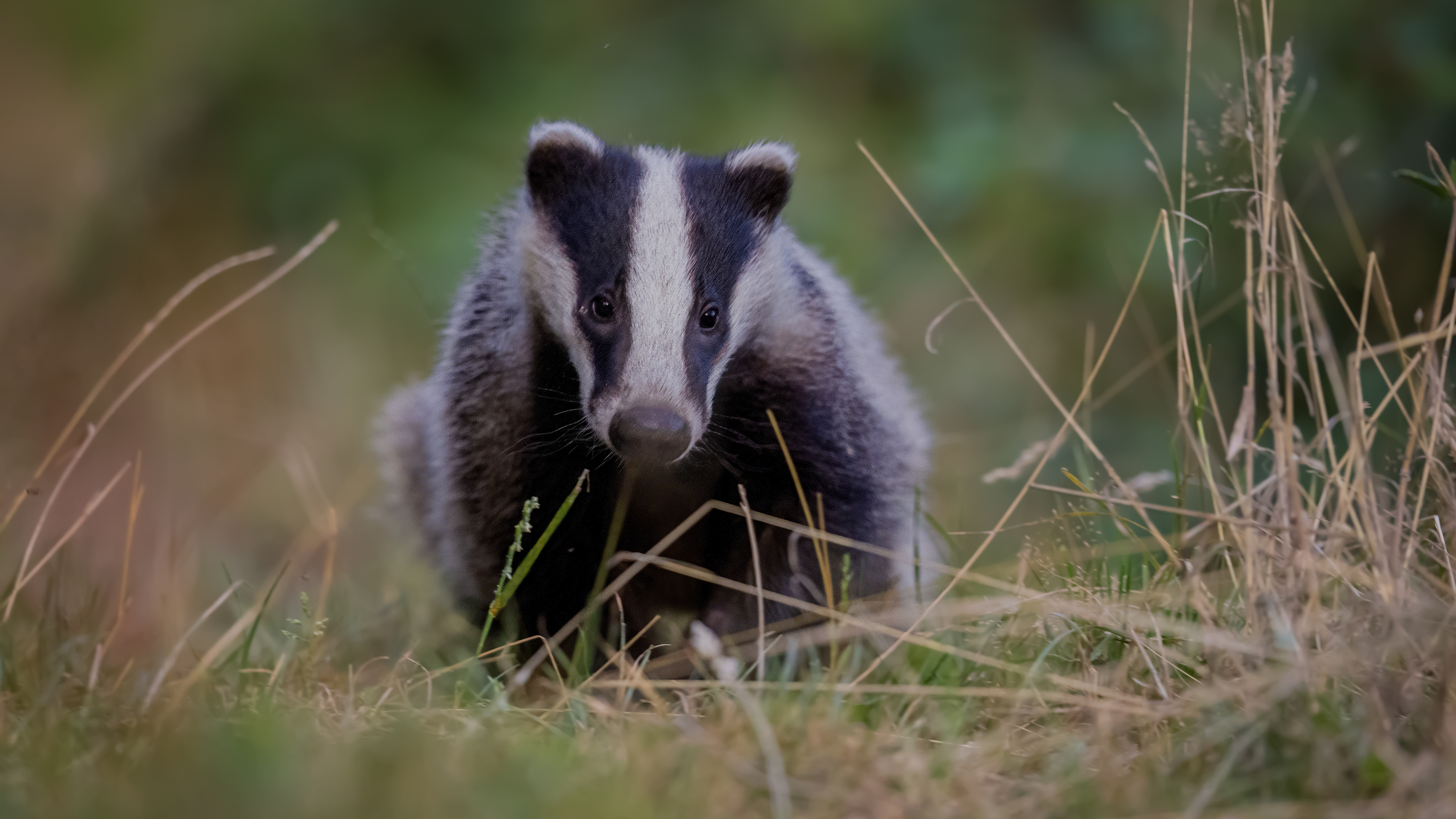 das, badger, David Van den Broeck, Natuurfotograaf