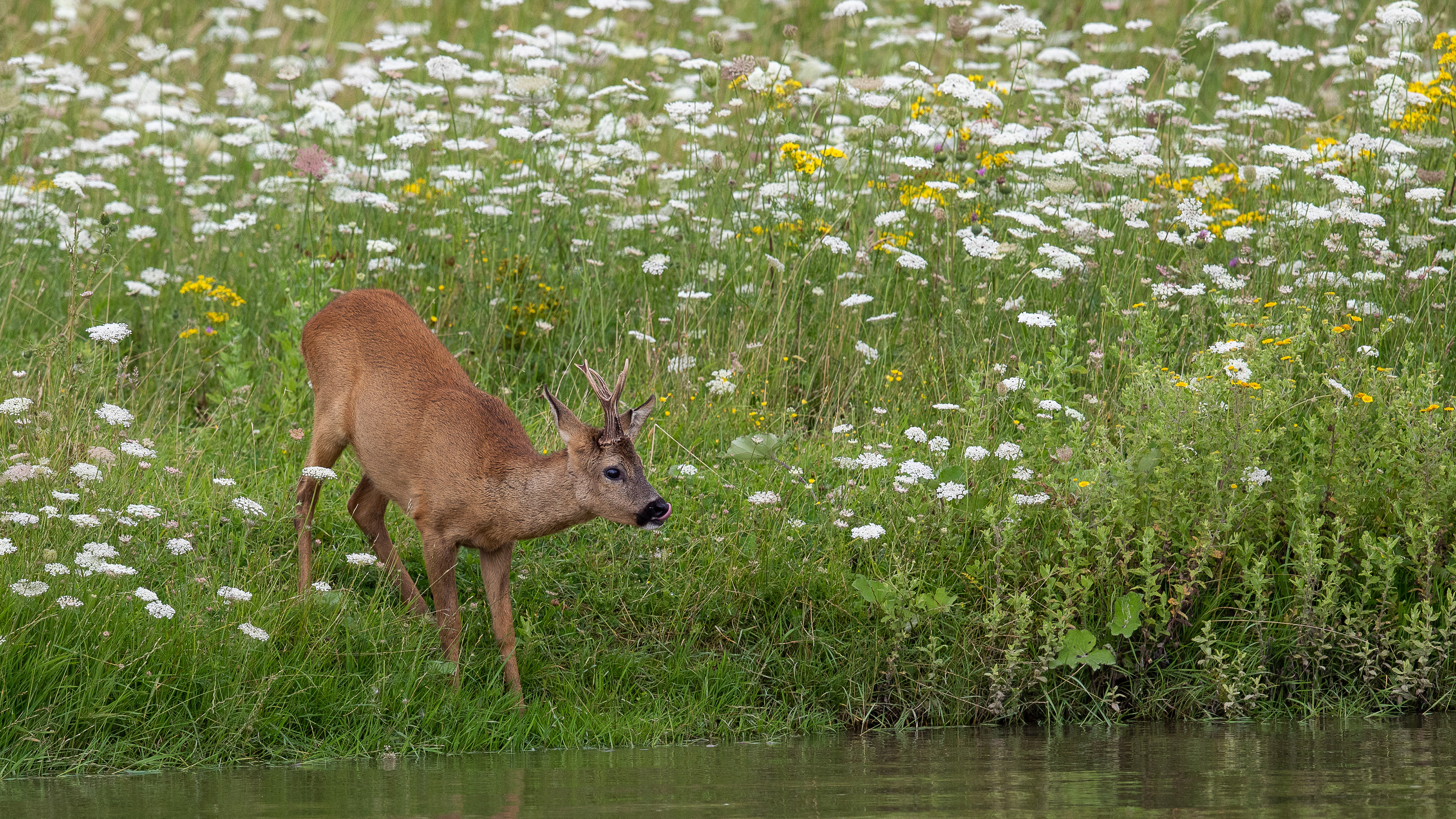 ree, reebok, kruibeeksepolder, roe buck, David Van den Broeck, Natuurfotograaf