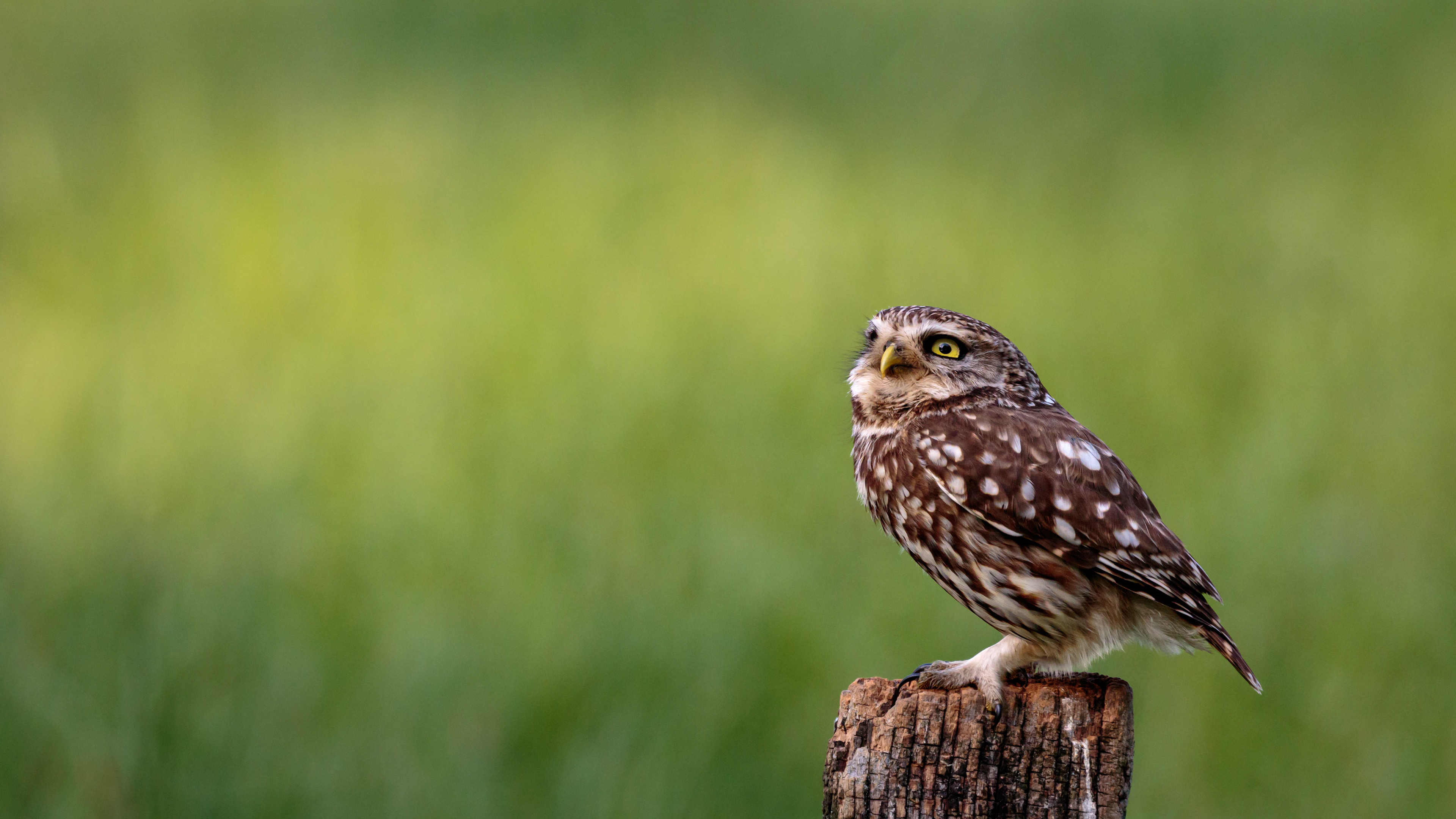 Little Owl, Steenuil, David Van den Broeck, natuurfotografie, Naturephotography, vogel