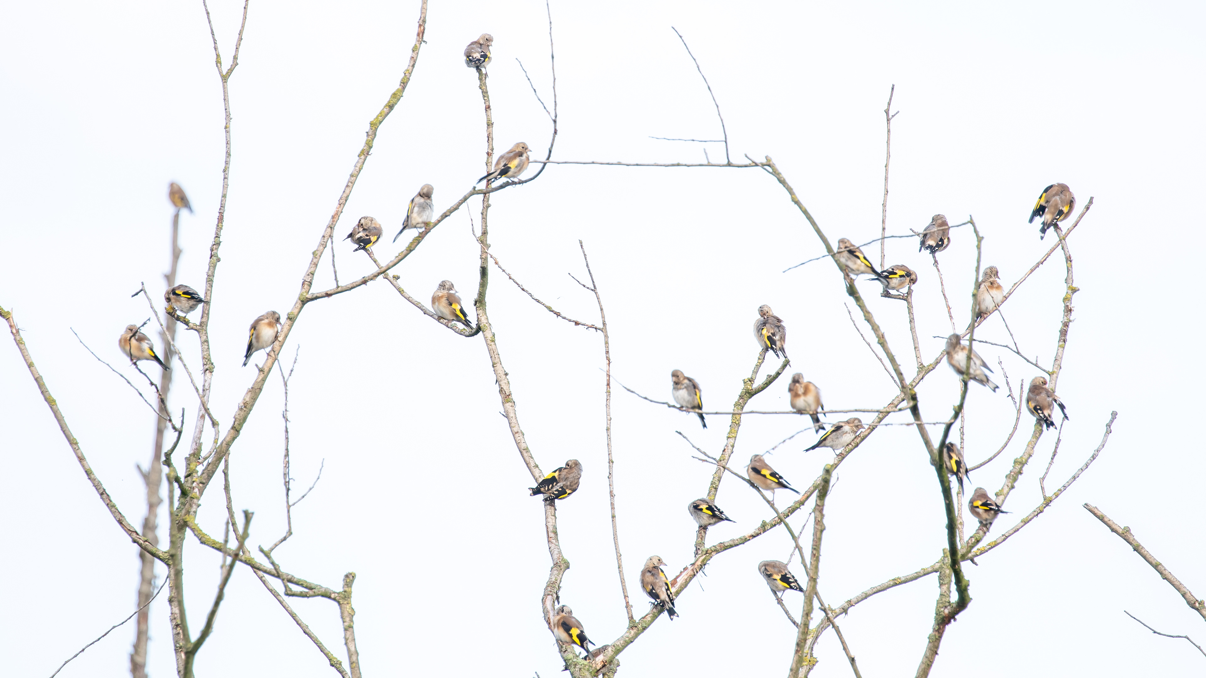 juveniele putter, goldfinch, David Van den Broeck, natuurfotografie, Naturephotography, vogel