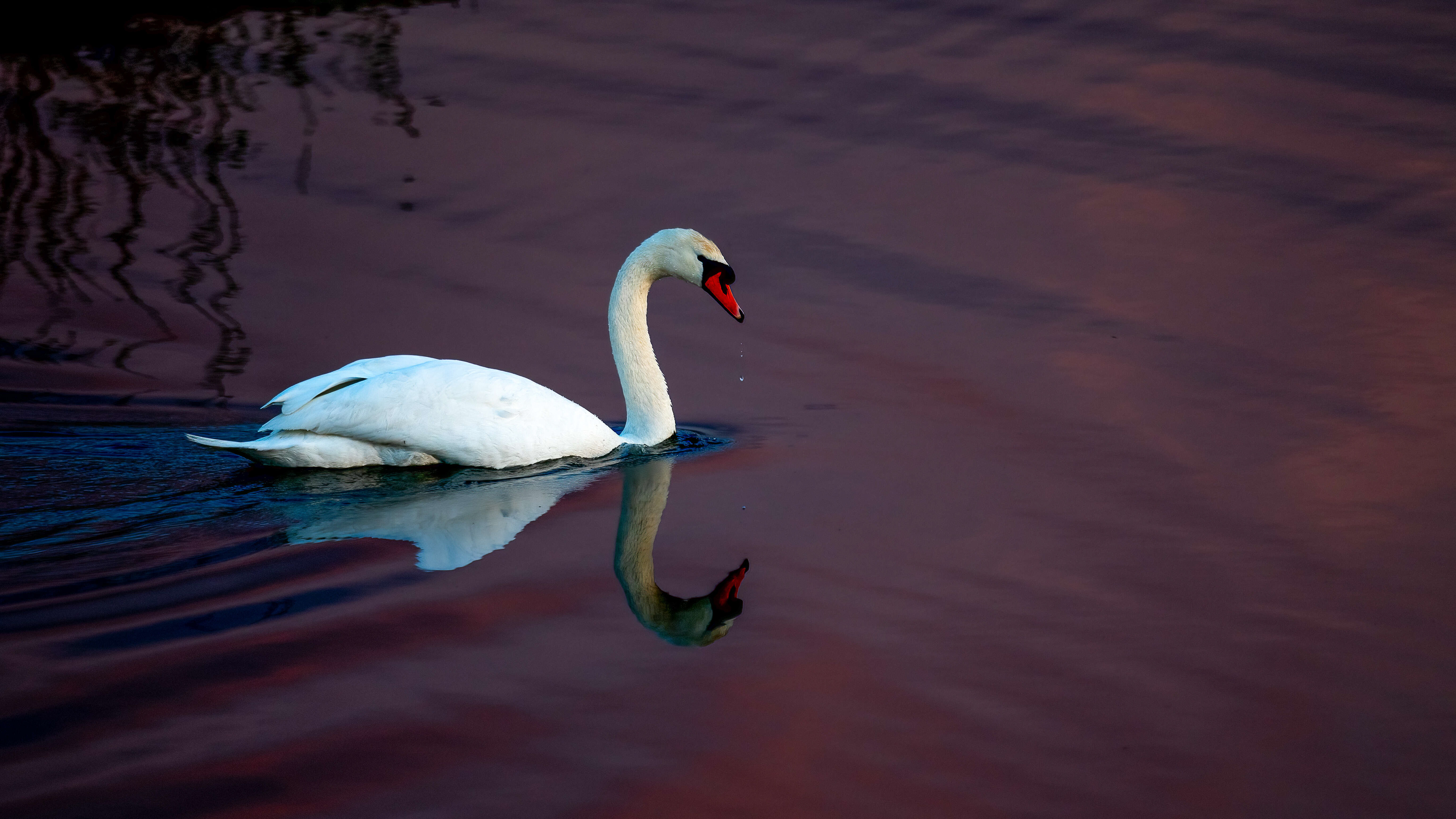 knobbelzwaan, mute swan, David Van den Broeck, natuurfotografie, Naturephotography, vogel