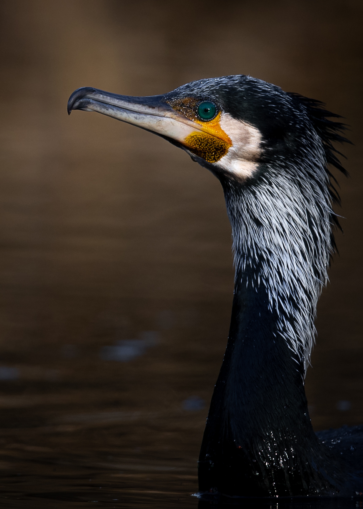 aalscholver, cormorant, David Van den Broeck, natuurfotografie, Naturephotography, vogel