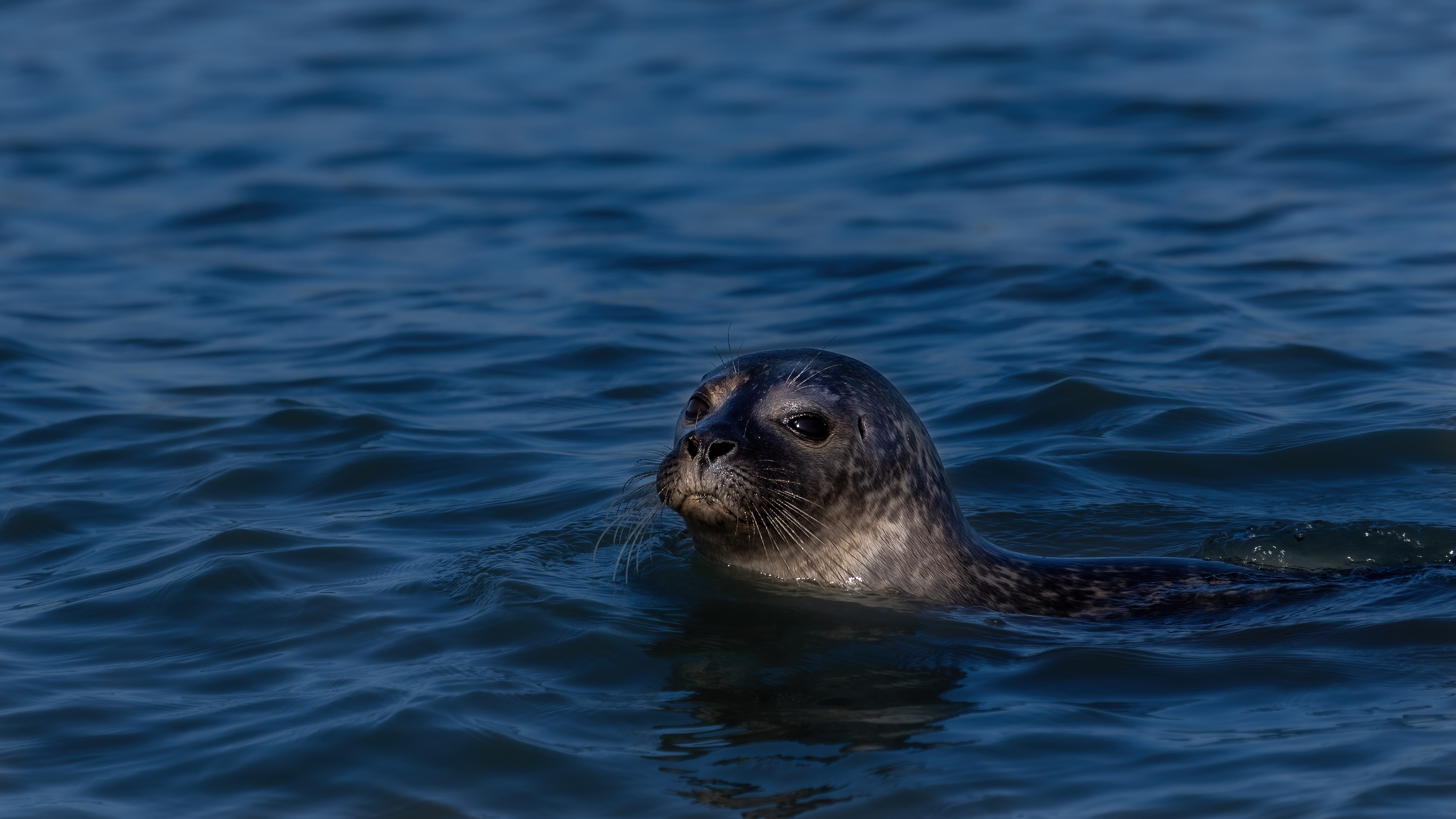 zeehond, common seal, David Van den Broeck, Natuurfotograaf