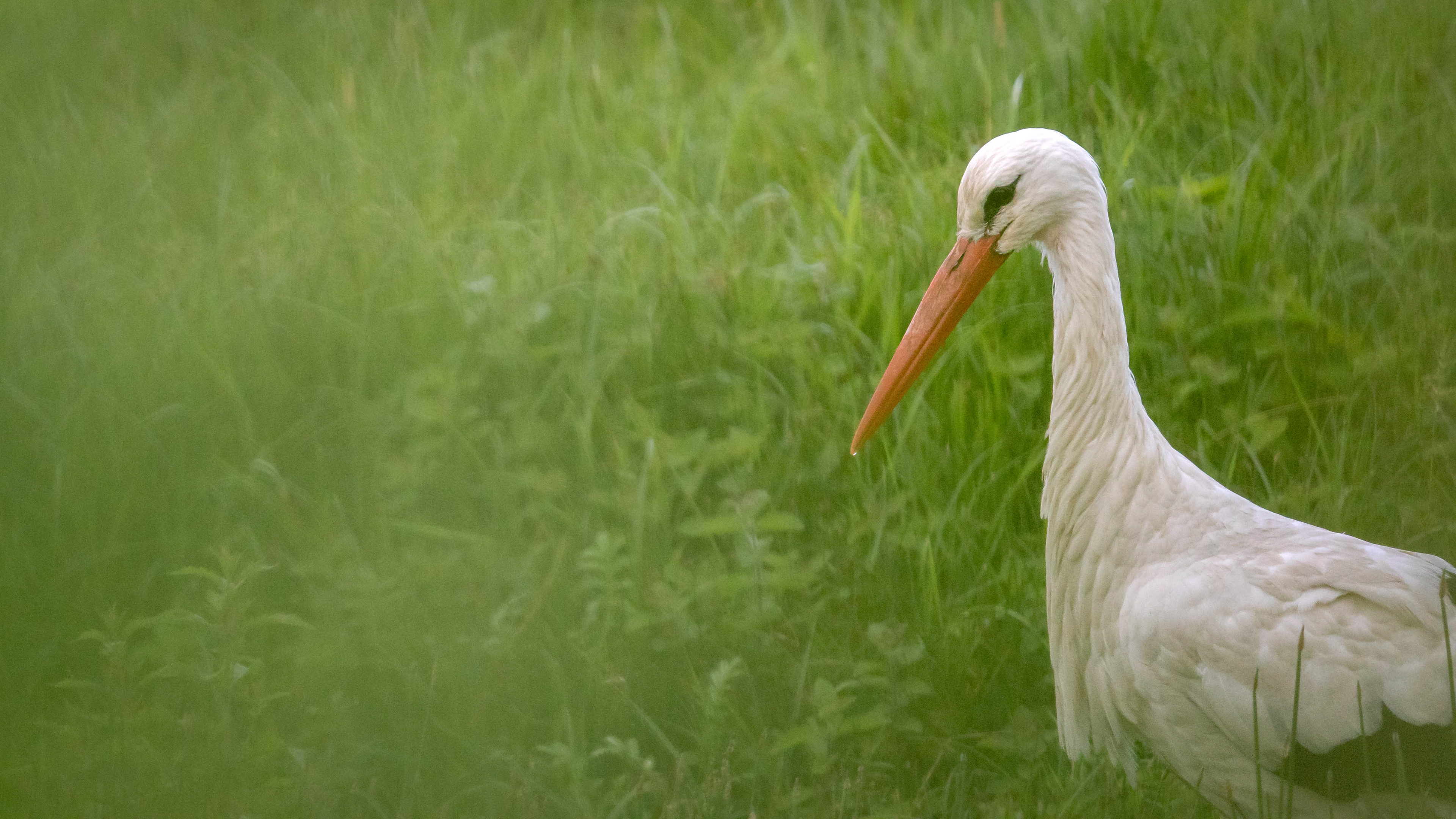 Stork, ooievaar, David Van den Broeck, natuurfotografie, Naturephotography, vogel