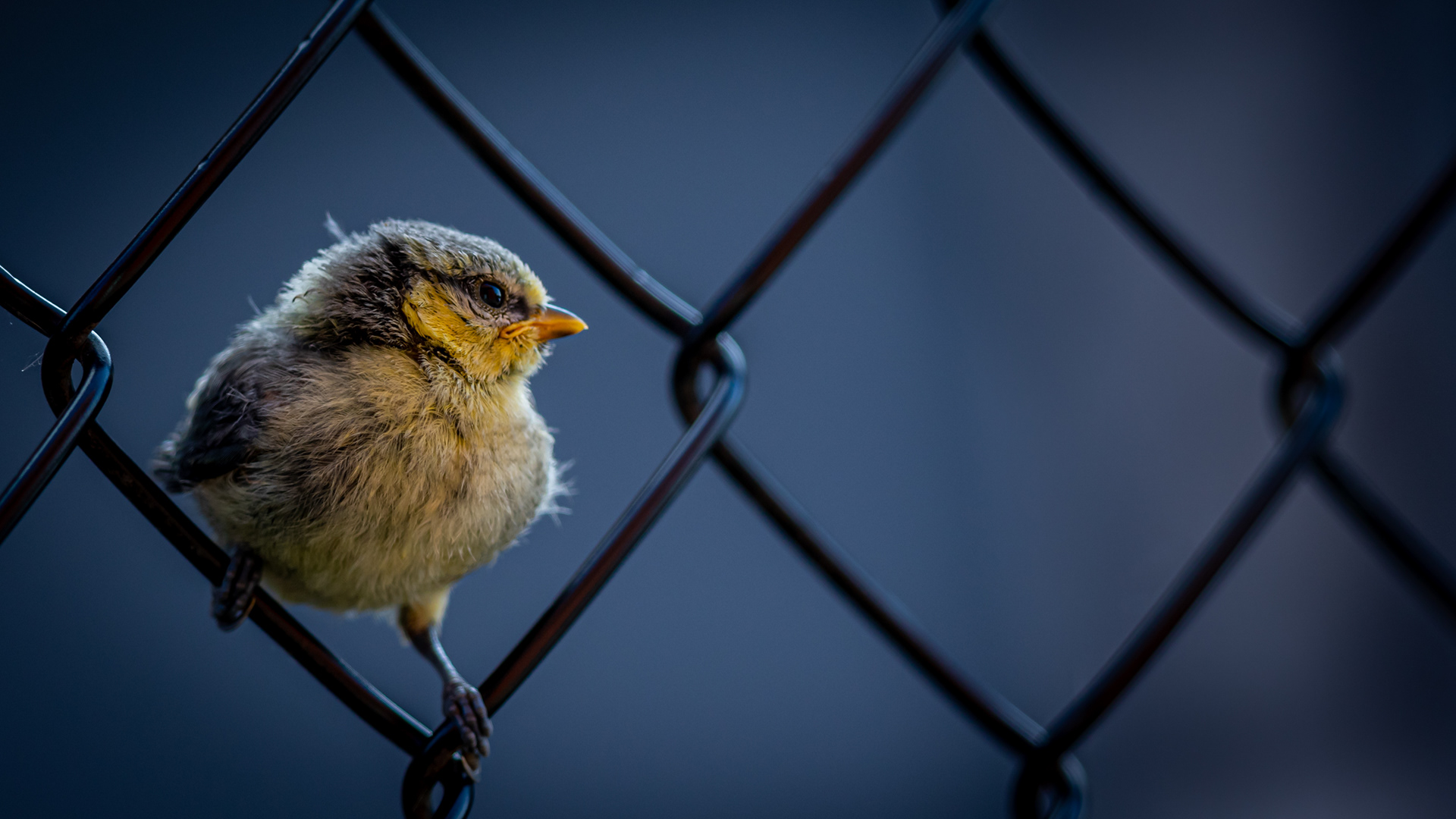 pimpelmees, blue tit, David Van den Broeck, natuurfotografie, Naturephotography