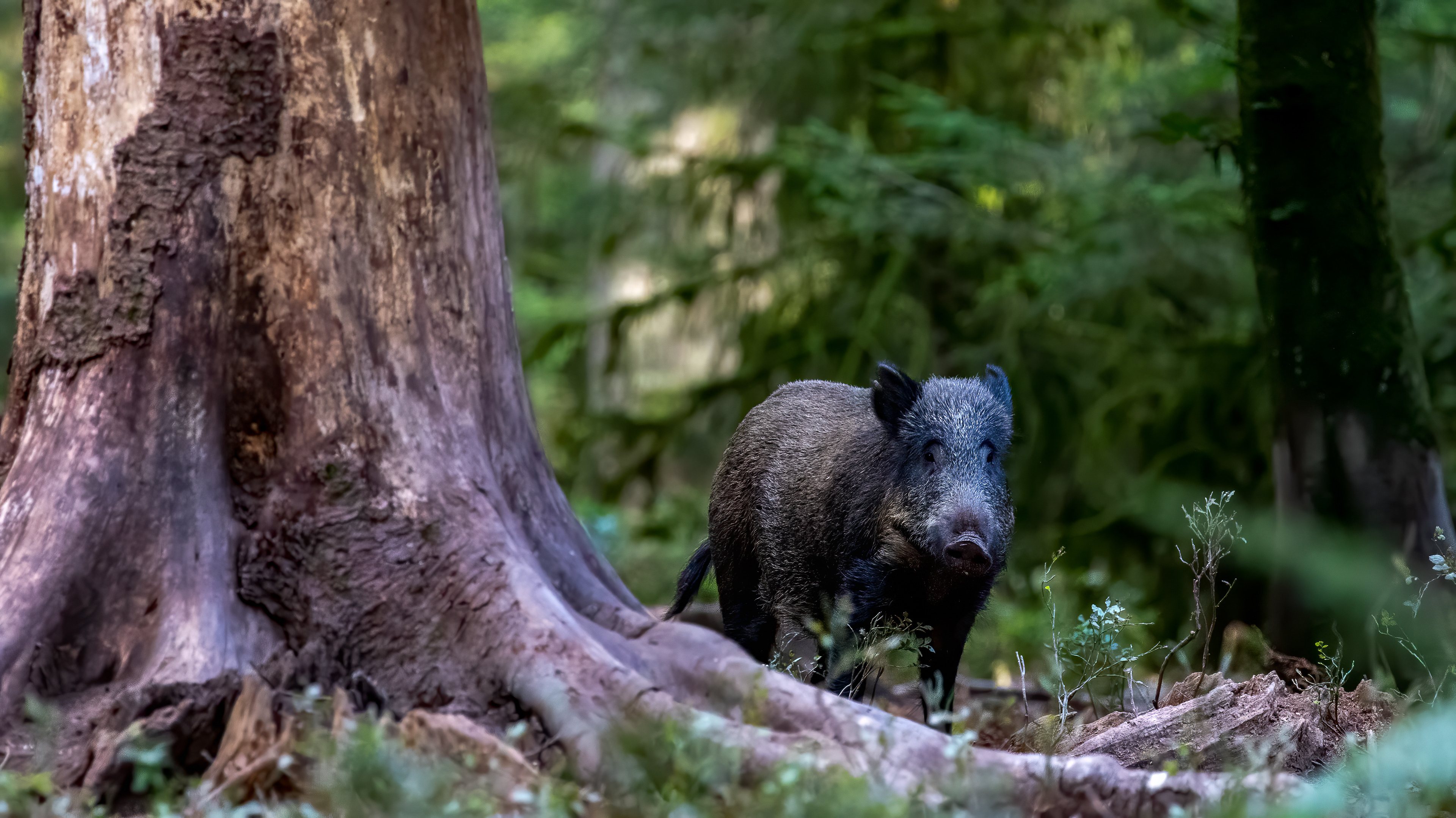 everzwijn, wild boar, David Van den Broeck, Natuurfotograaf