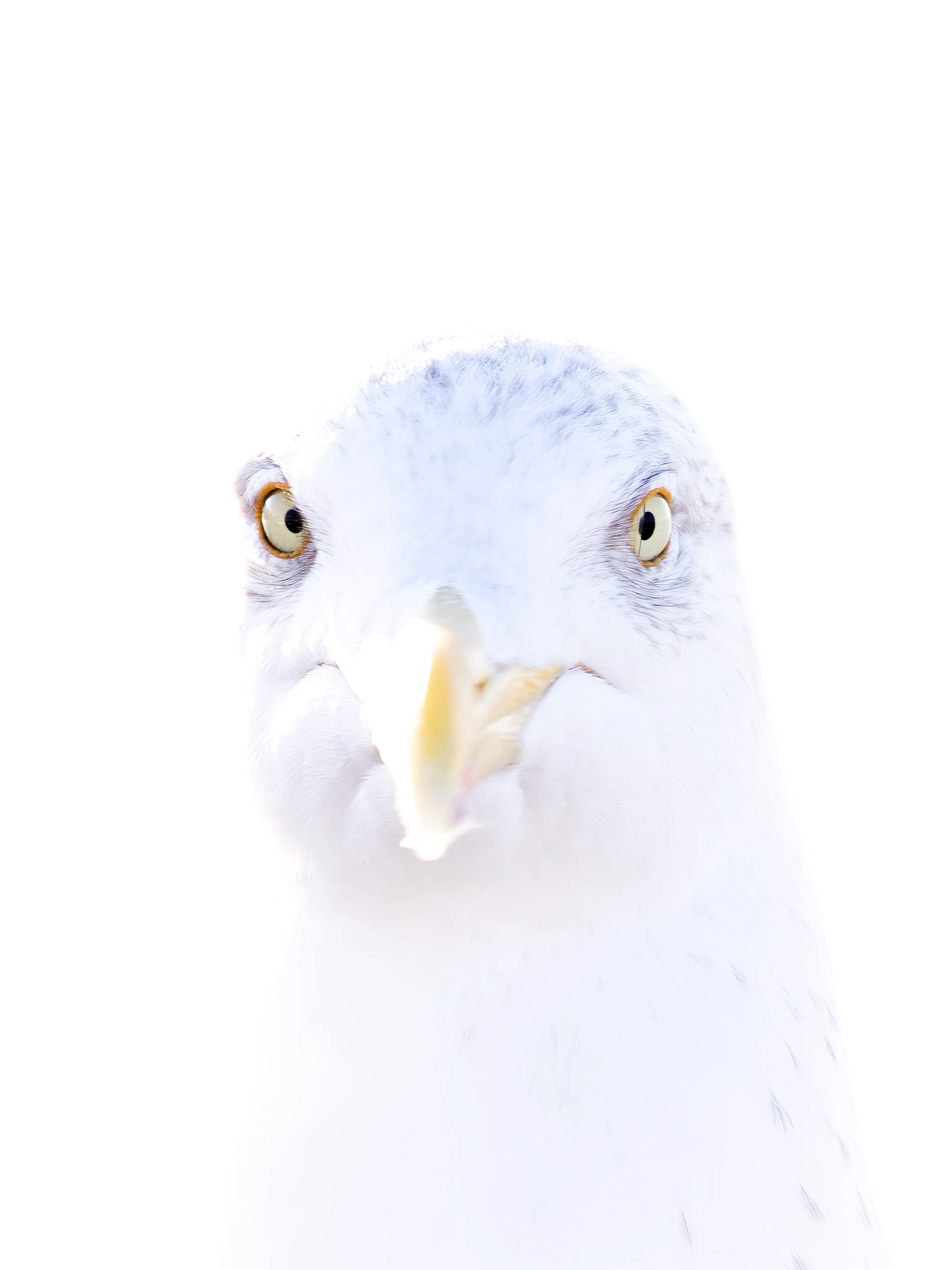 herring gull , zilvermeeuw, David Van den Broeck, natuurfotografie, Naturephotography, vogel