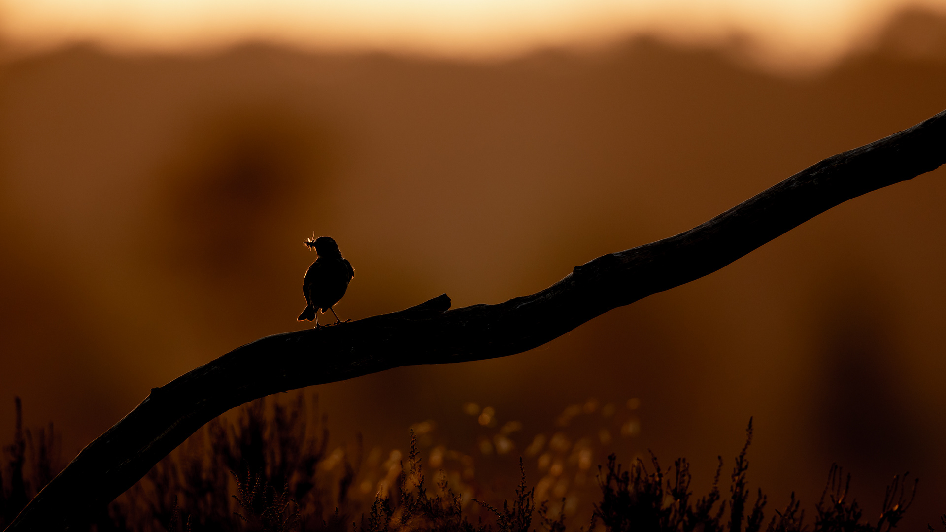 graspieper, Meadow Pipit, David Van den Broeck, natuurfotografie, Naturephotography, vogel