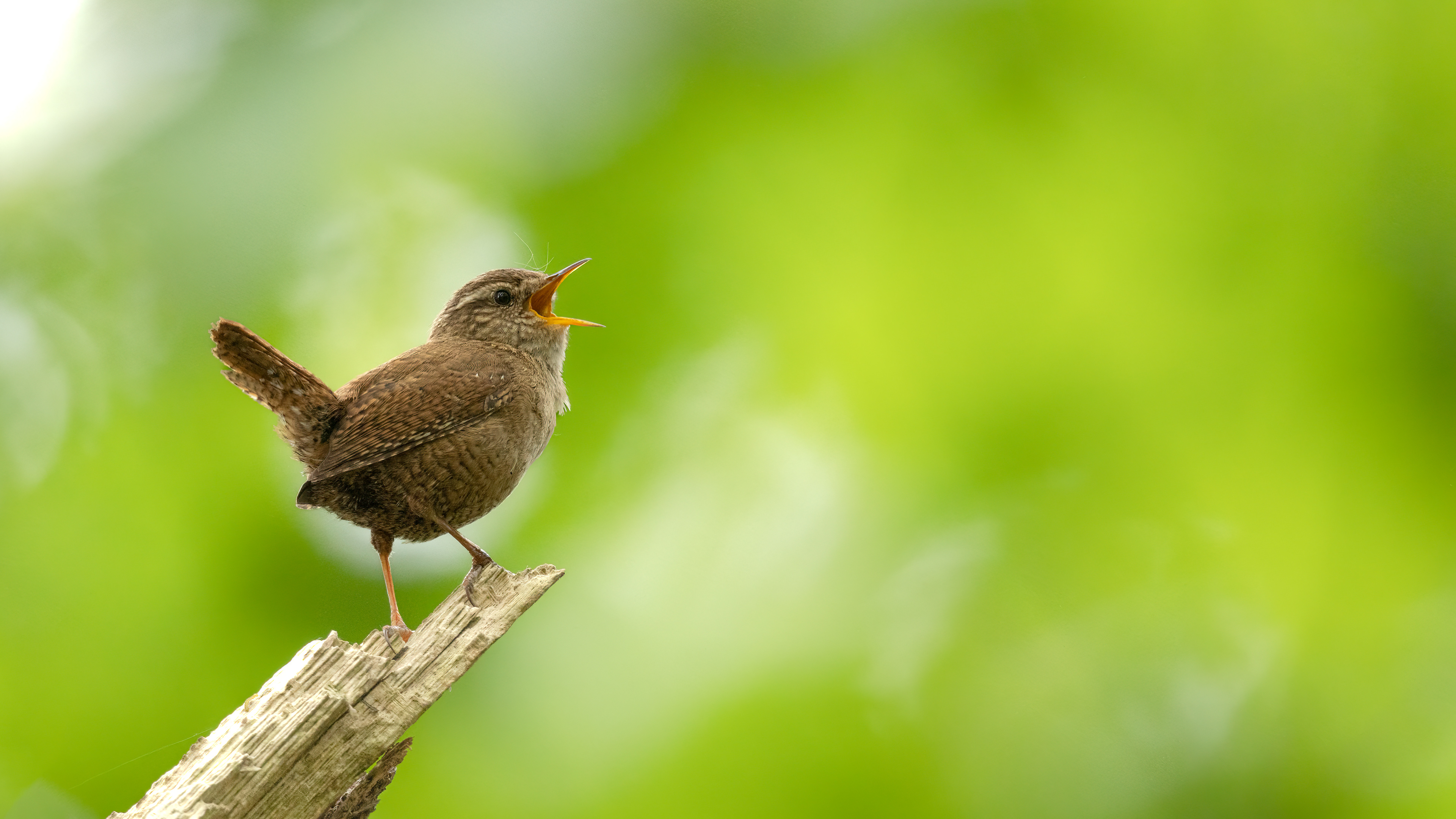Northern Wren, winterkoning, David Van den Broeck, natuurfotografie, Naturephotography, vogel