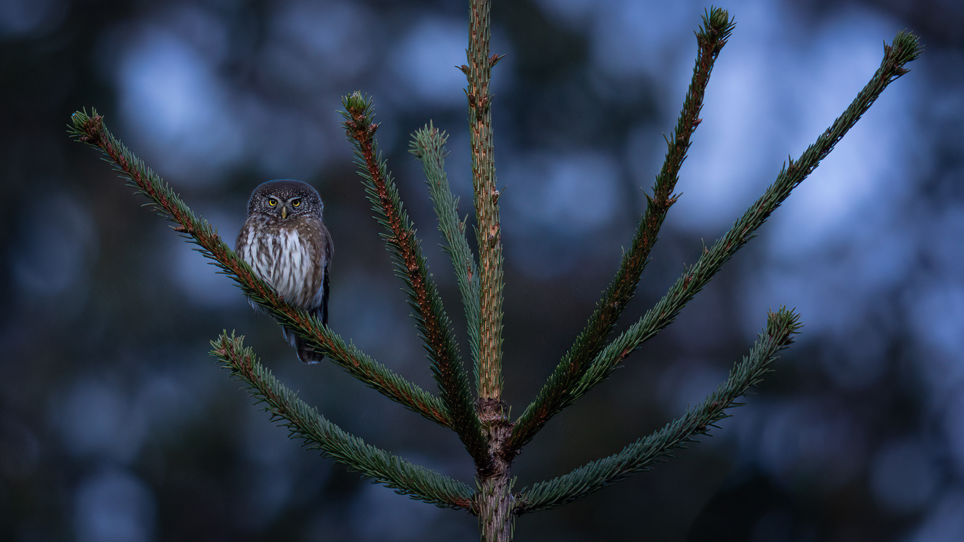 dwerguil België, pygmy owl, Hoge Venen, Haute-fagnes